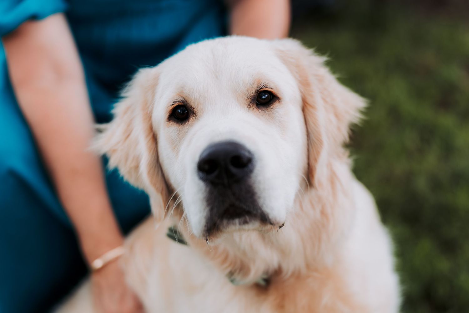 Close-up portrait of a golden retriever puppy with soft cream fur and soulful brown eyes.