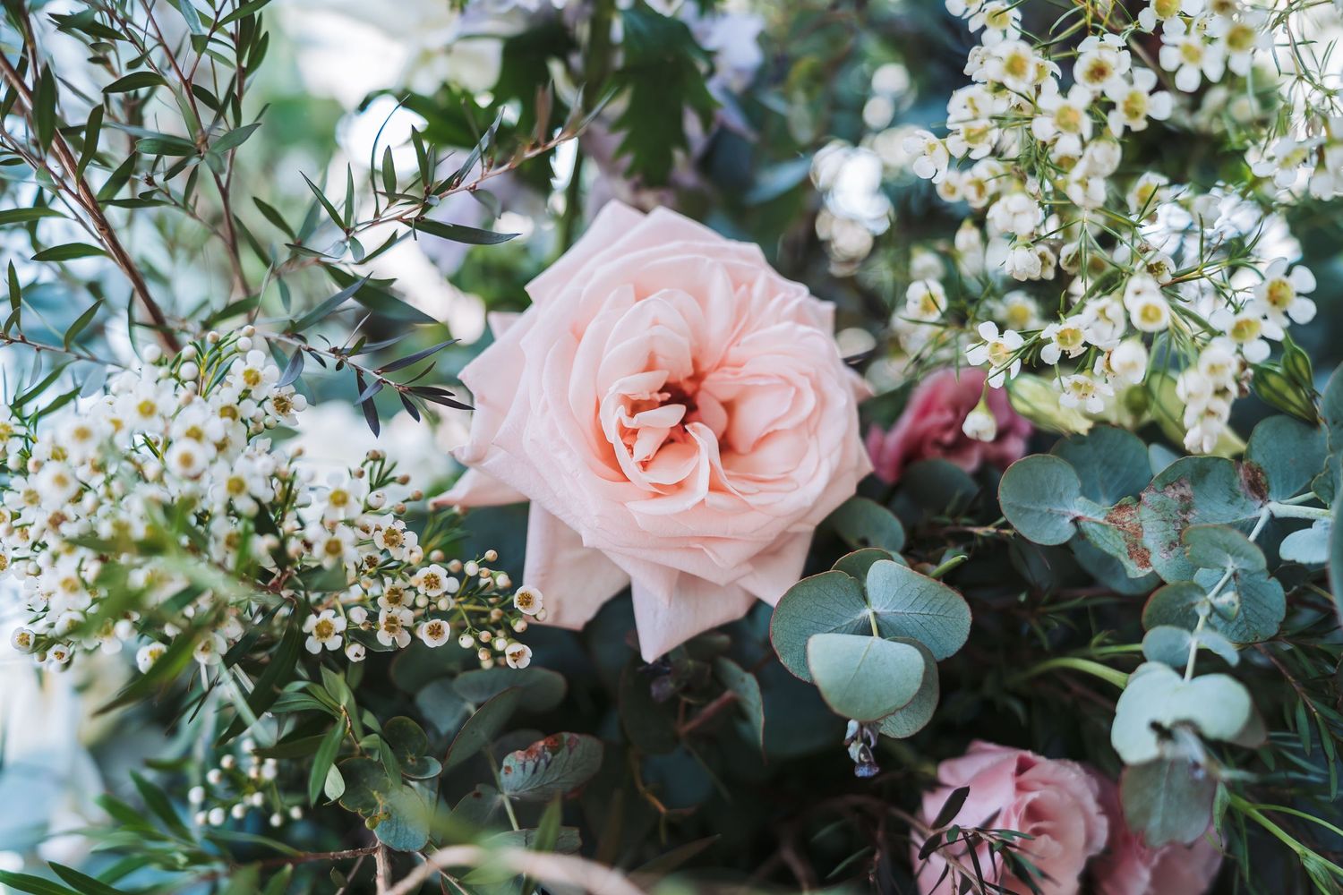 A soft pink garden rose with delicate white baby's breath flowers and eucalyptus leaves in a romantic floral arrangement.
