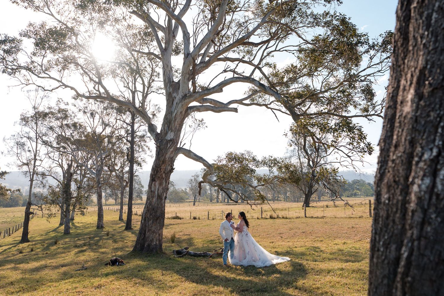 Bride and groom share a romantic kiss beneath large eucalyptus trees in a sunlit open countryside.