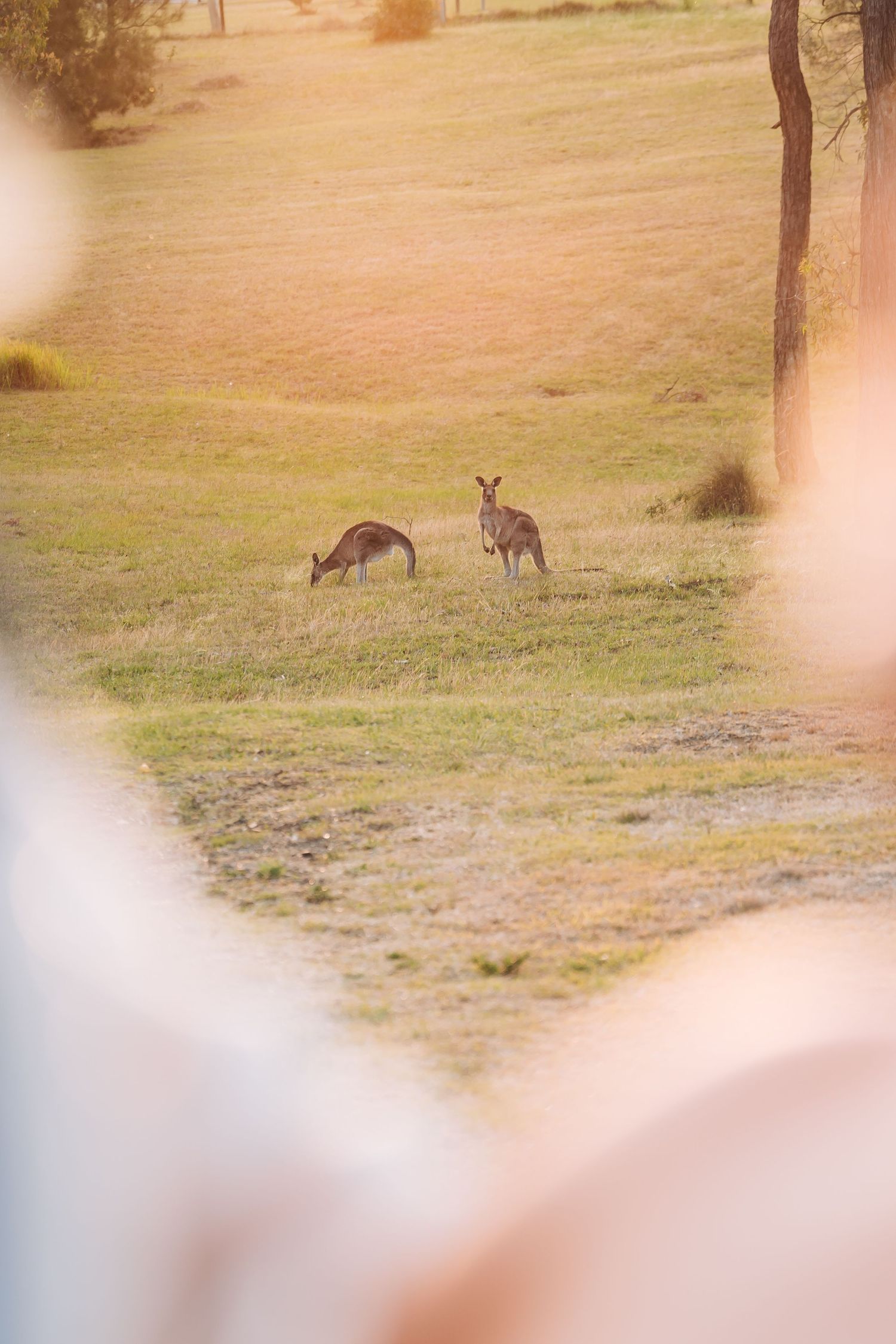 Two kangaroos grazing in a golden field during sunset with soft bokeh effects in the foreground.