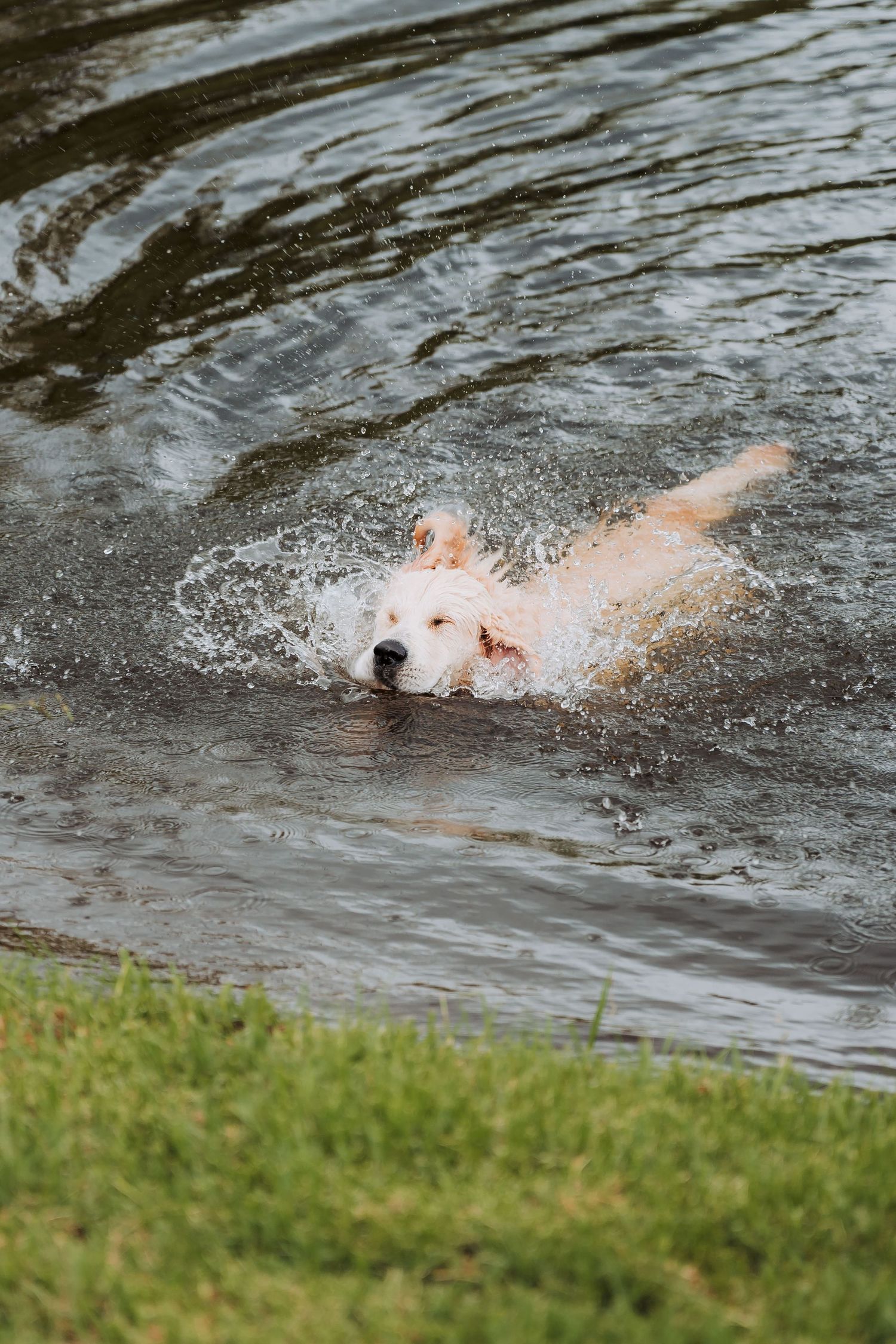White dog splashing and playing in water with ripples forming around them on a sunny day.