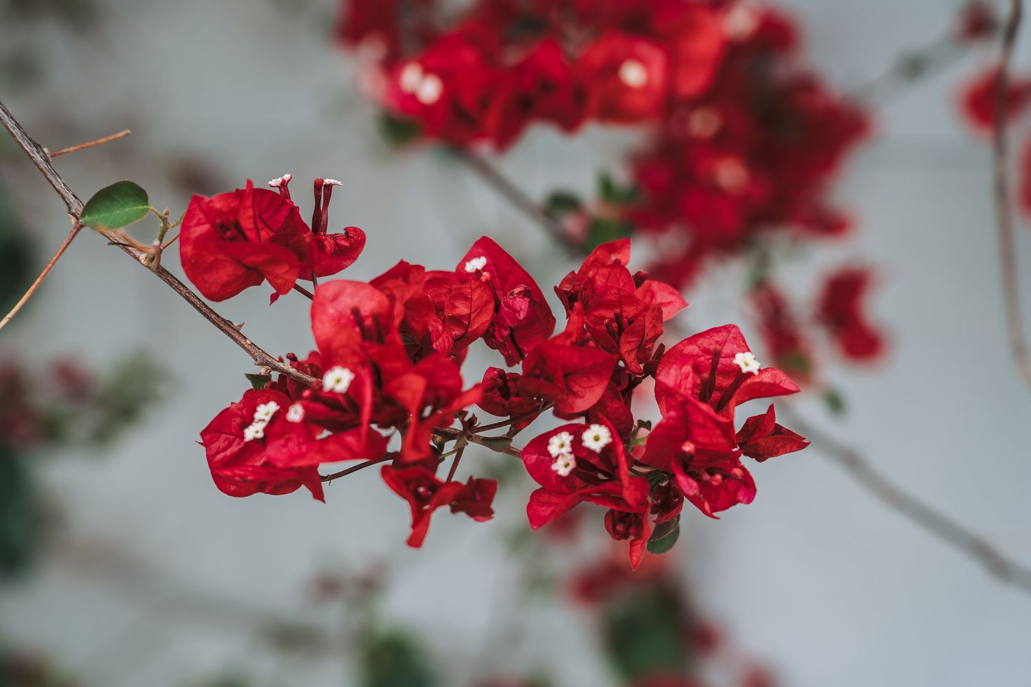 Close-up of vibrant red bougainvillea flowers in bloom against a soft blurred background.