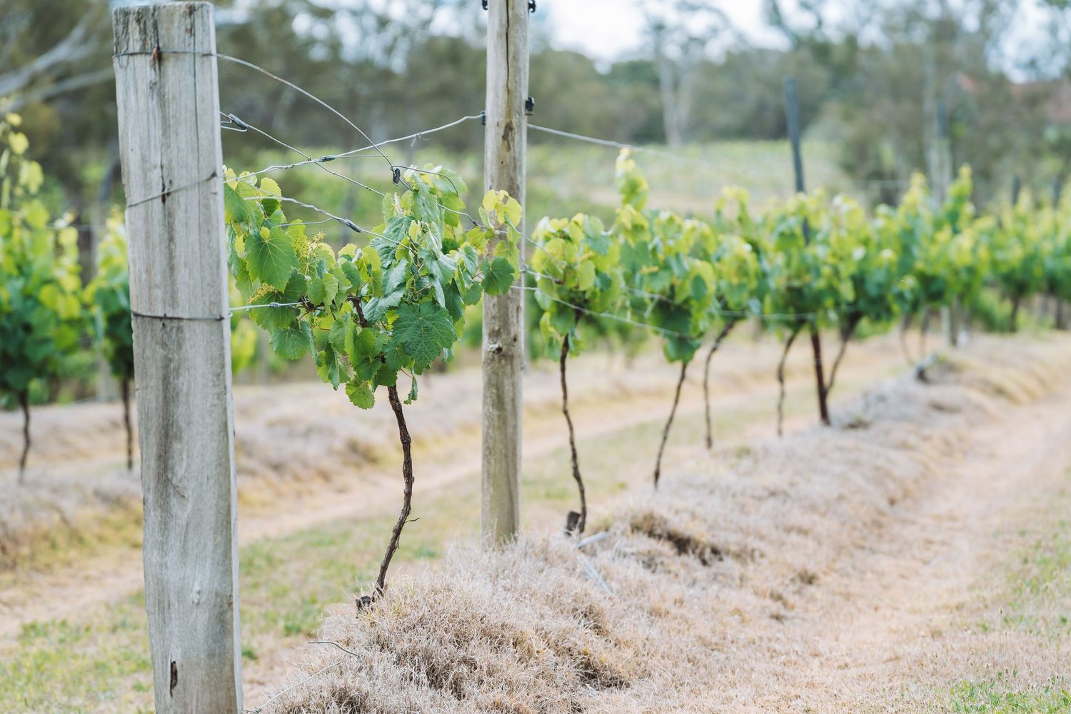 Young grape vines growing along wooden posts in neat rows at a vineyard.