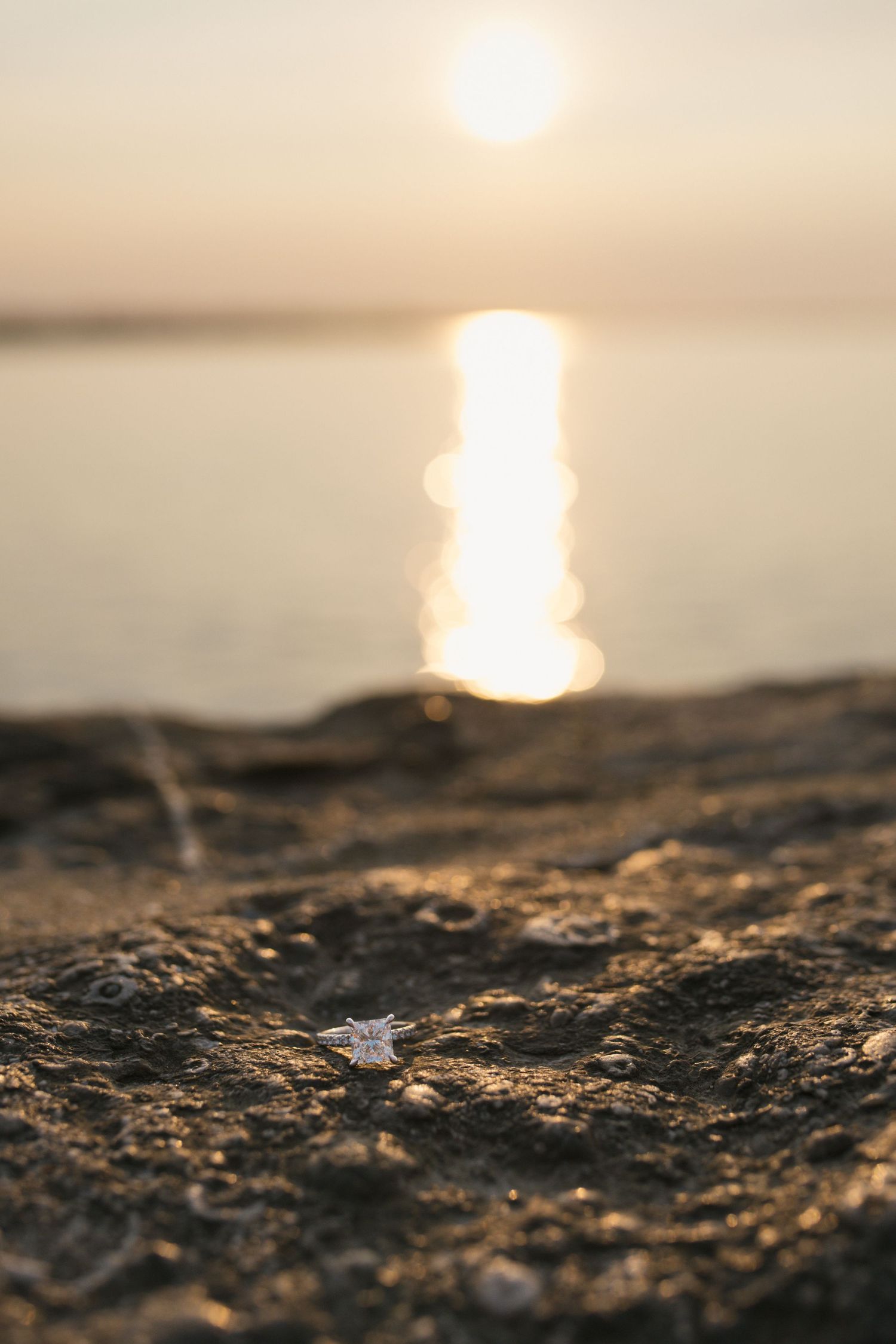 A small shell rests on rocky shore at golden sunset with sun reflecting on calm ocean water in the background.