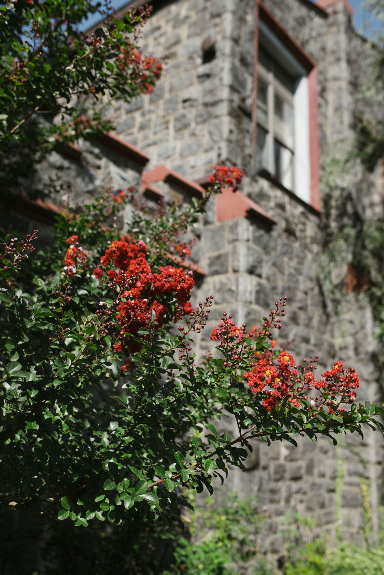Red flowering shrub in foreground with historic stone building featuring arched windows in soft focus background.