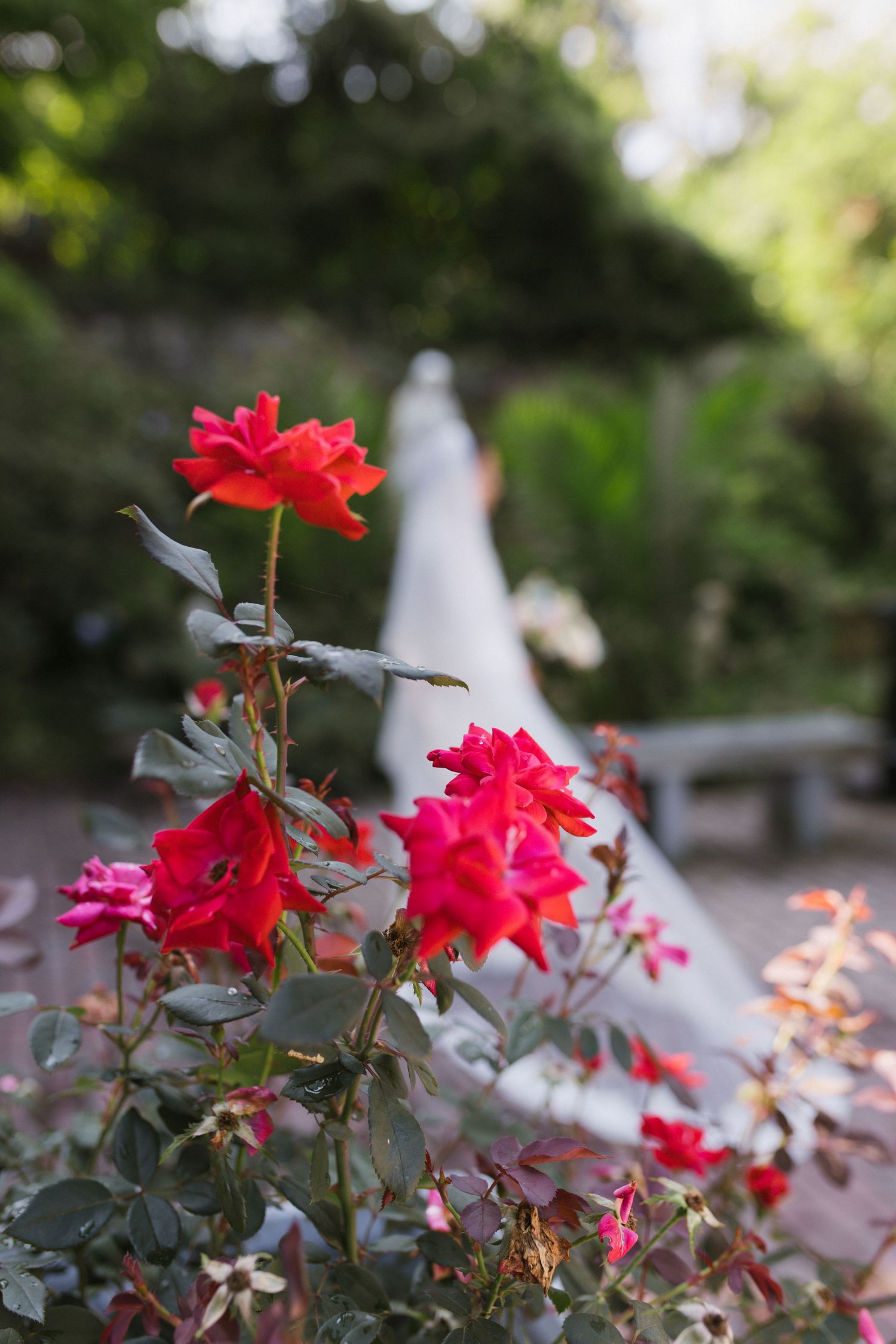 Vibrant red roses in foreground with bride in white wedding gown blurred behind.