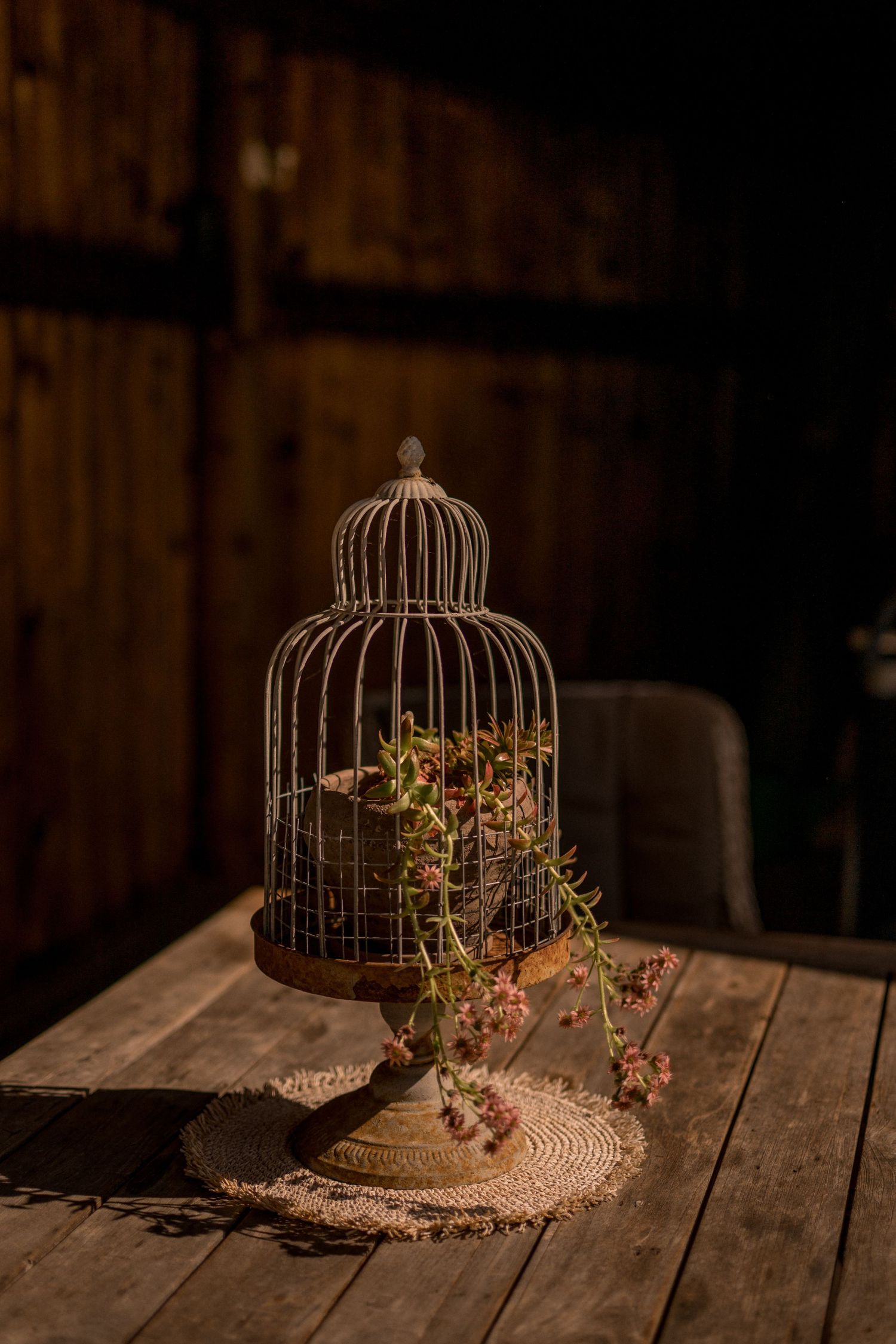 Pflanze in einem geöffneten Vogelkäfig als Symbol für neue Perspektiven und Veränderung