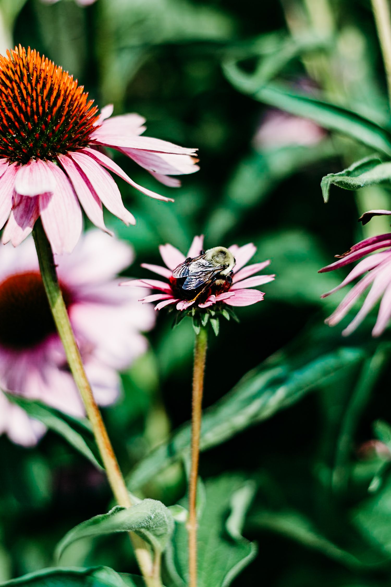 Bee; Flower