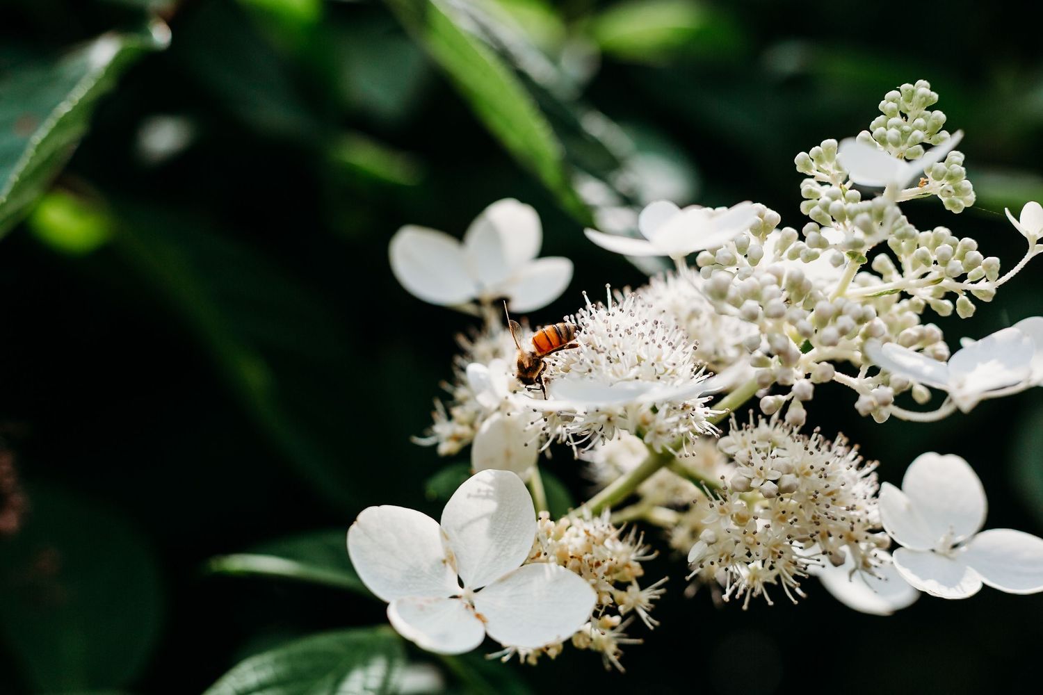 Bee; Flower