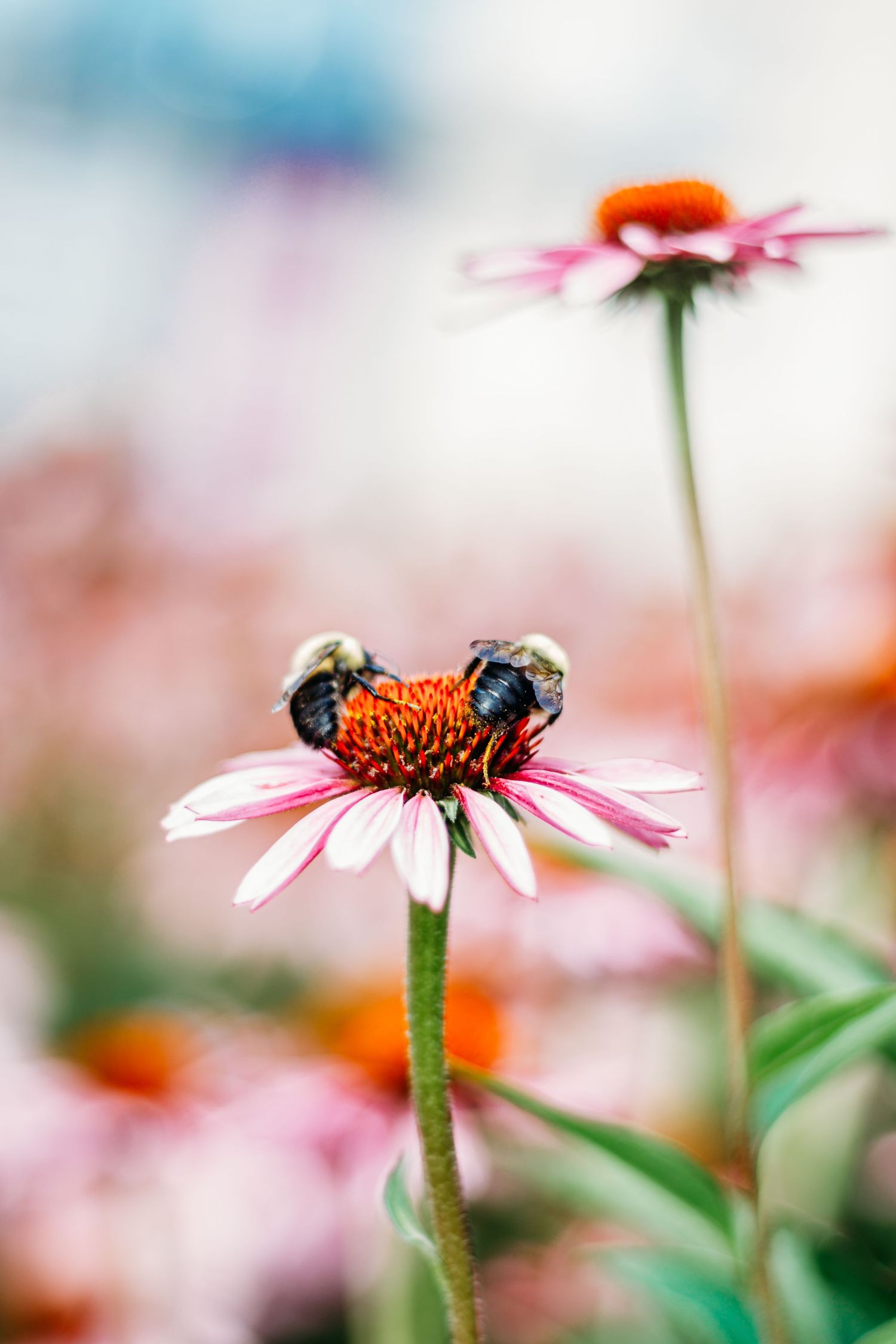 Bee; Flower