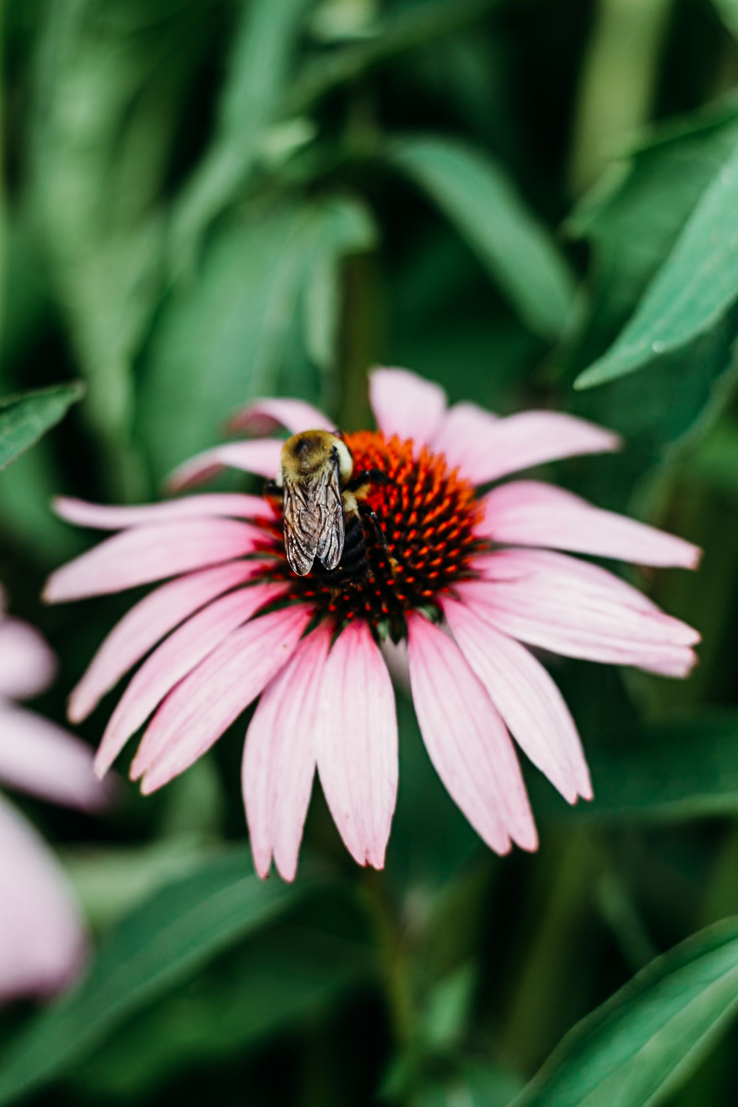 Bee; Flower