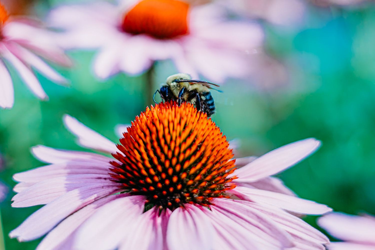 Bee; Flower