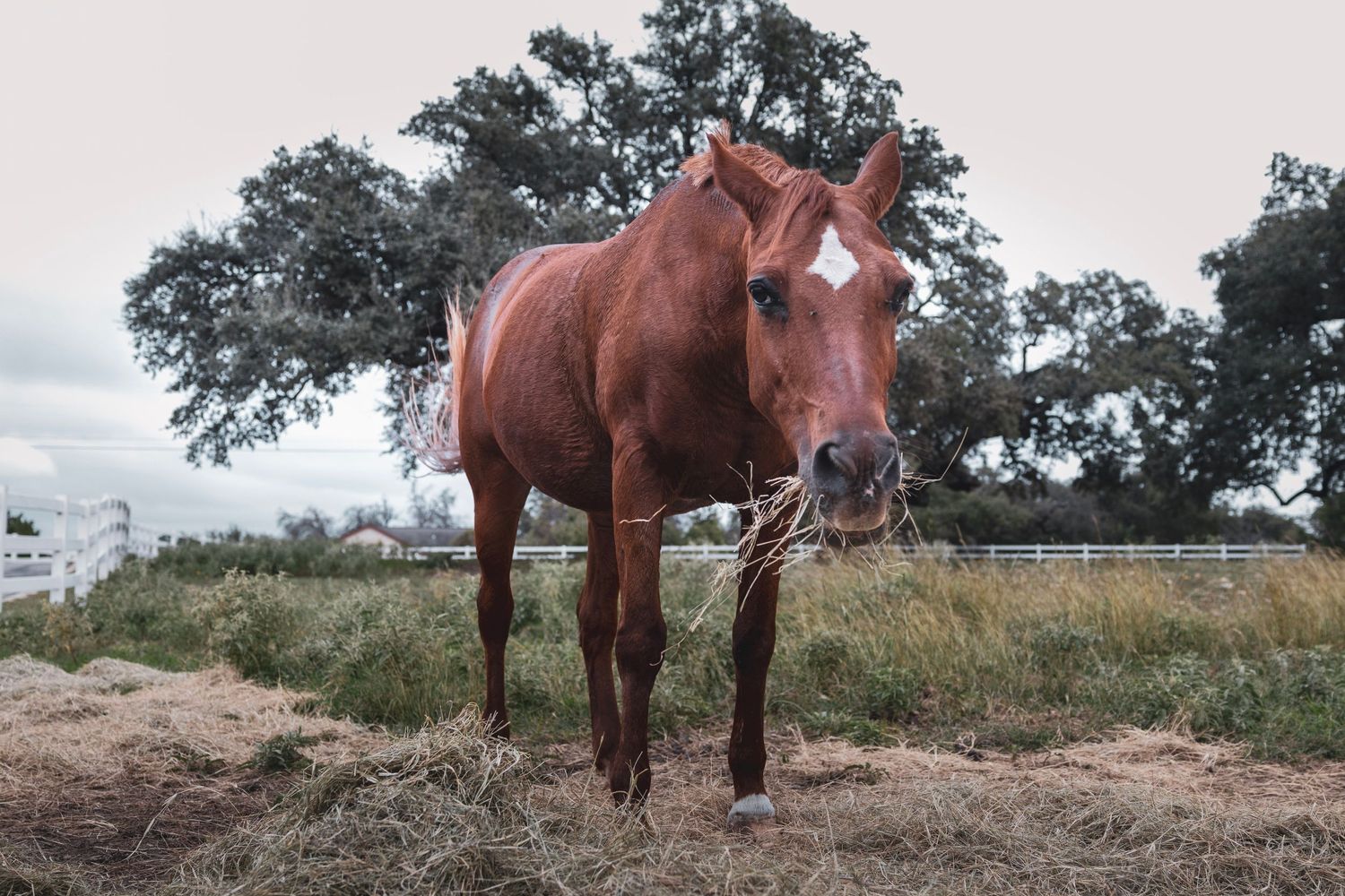 A chestnut horse eating hay in a pasture with trees and a white fence in the background.
