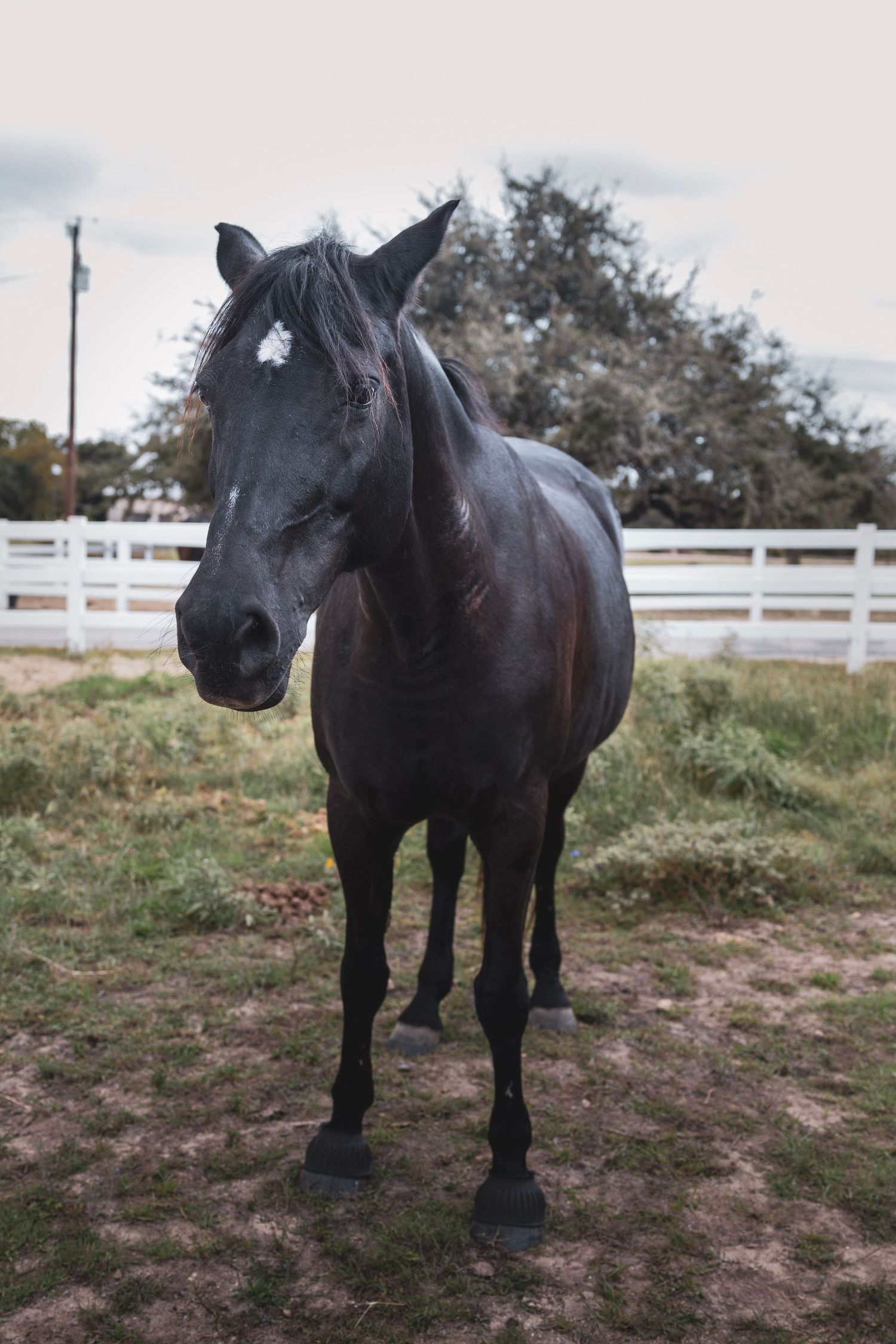 A dark black horse with a white star marking stands in a fenced paddock with trees in the background.