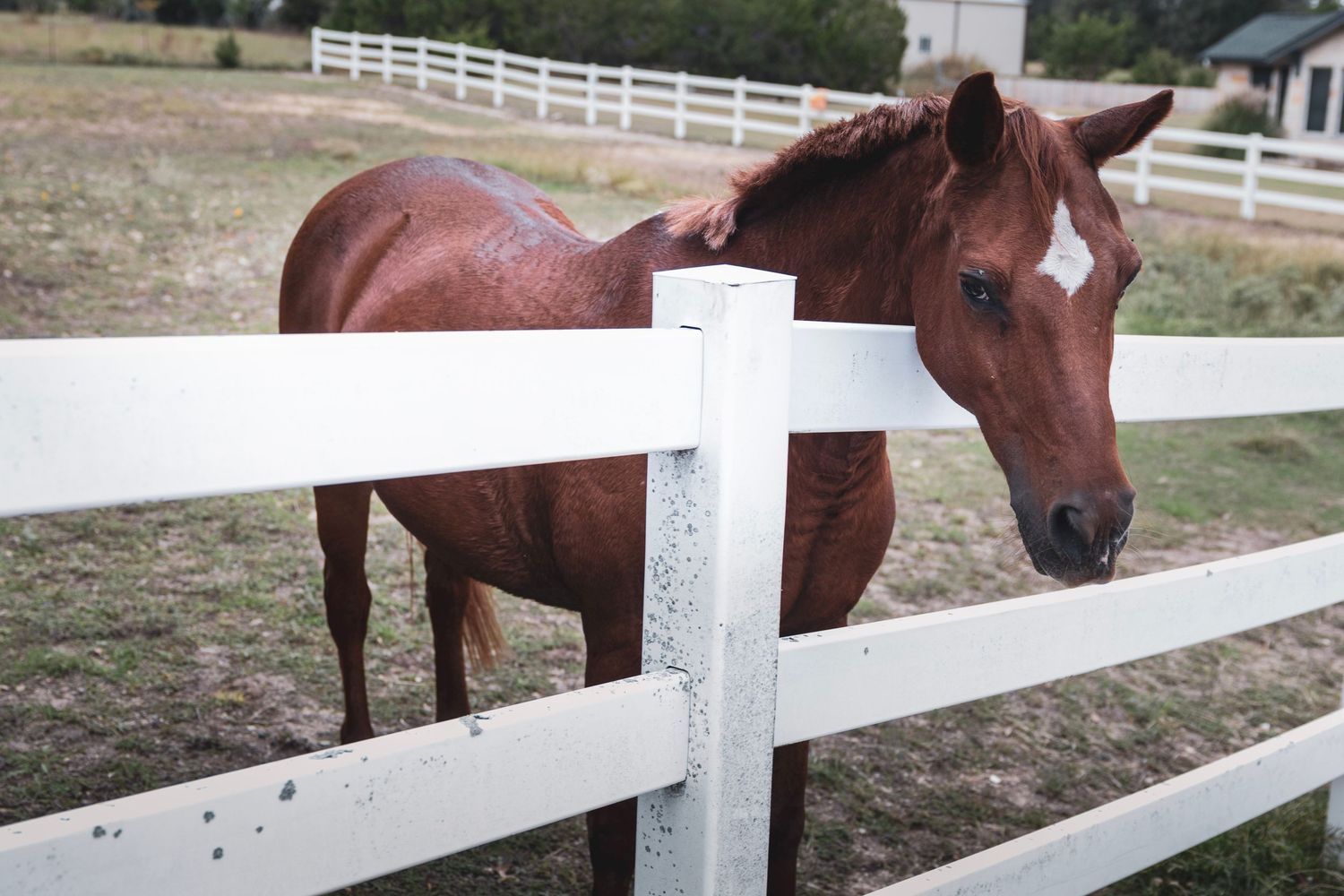 A chestnut brown horse with a white blaze stands behind a white wooden fence in a green pasture.