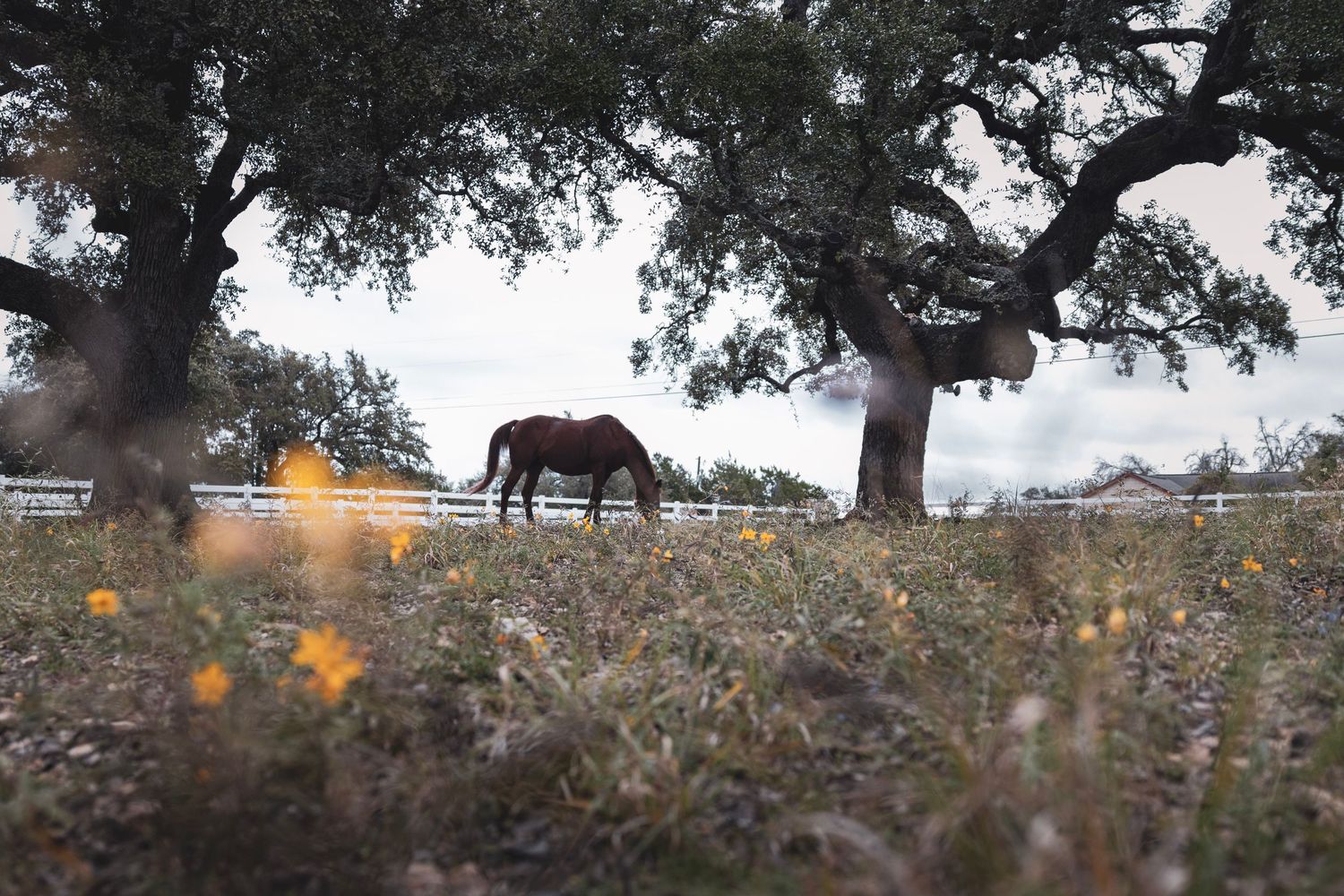 A brown horse grazes peacefully in a lush field framed by oak trees with a white fence in the background.
