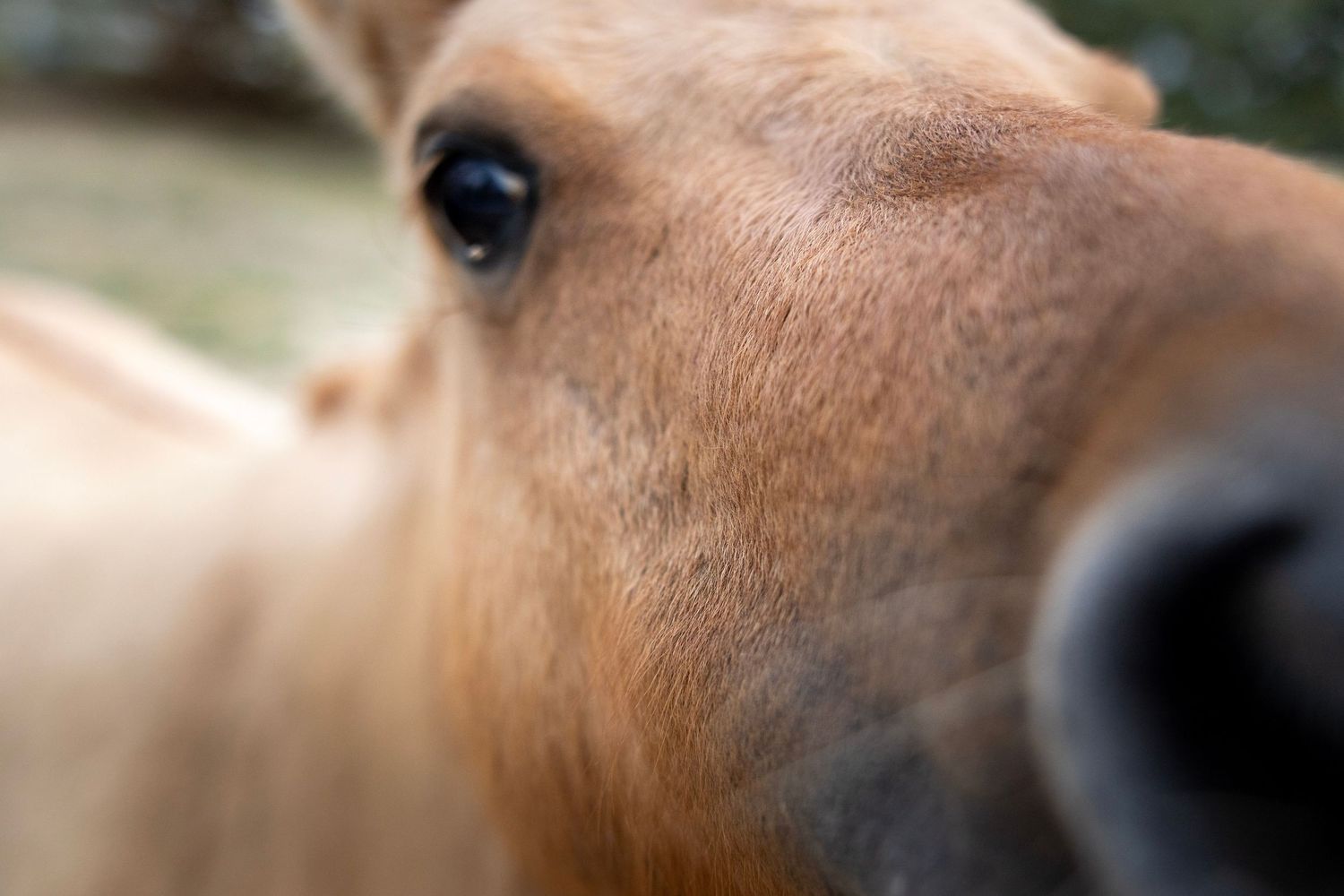 Close-up of a brown horse face highlighting its eye and nose in sharp detail.