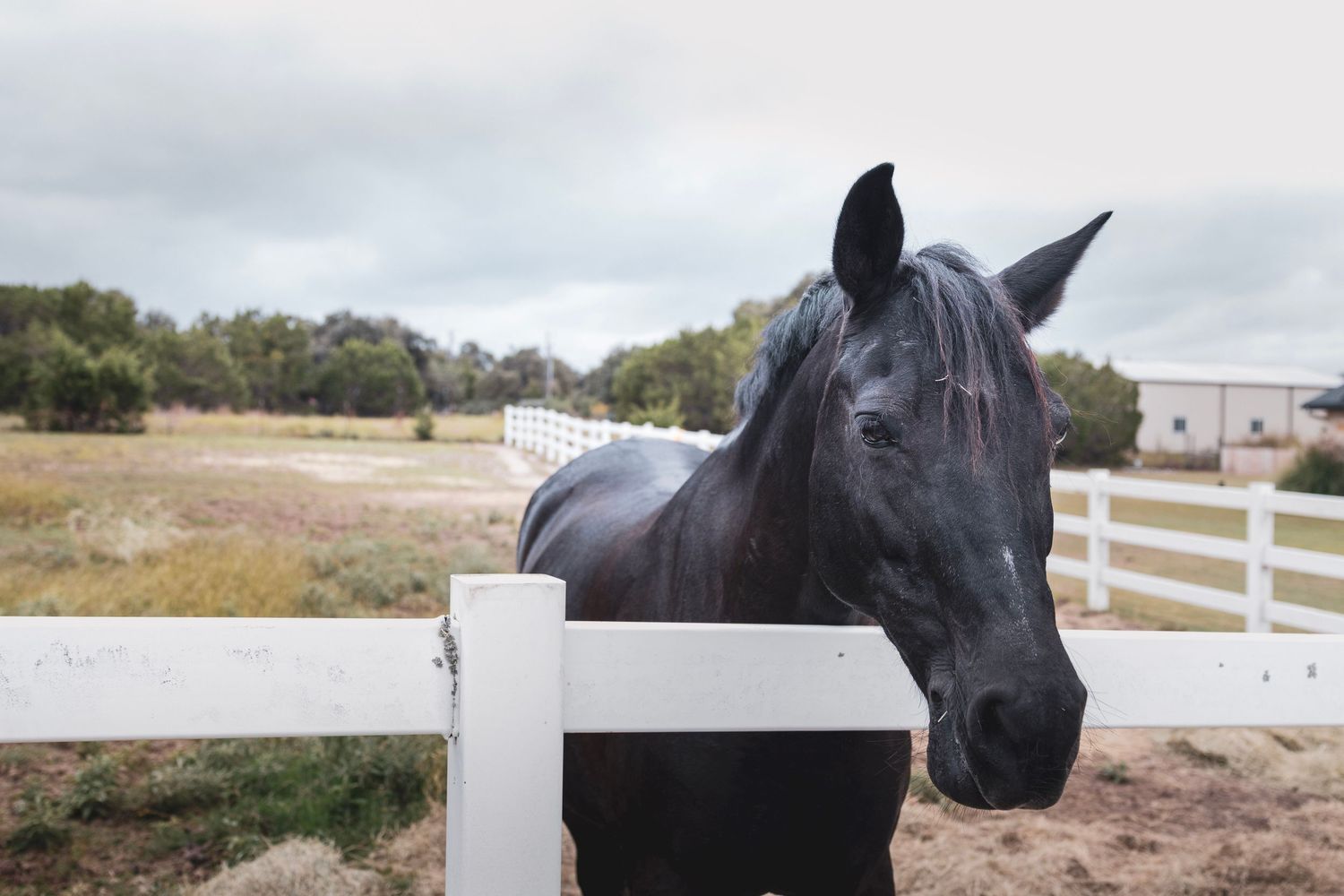 A black horse stands behind a white fence on a rural farm with trees and cloudy sky in the background.