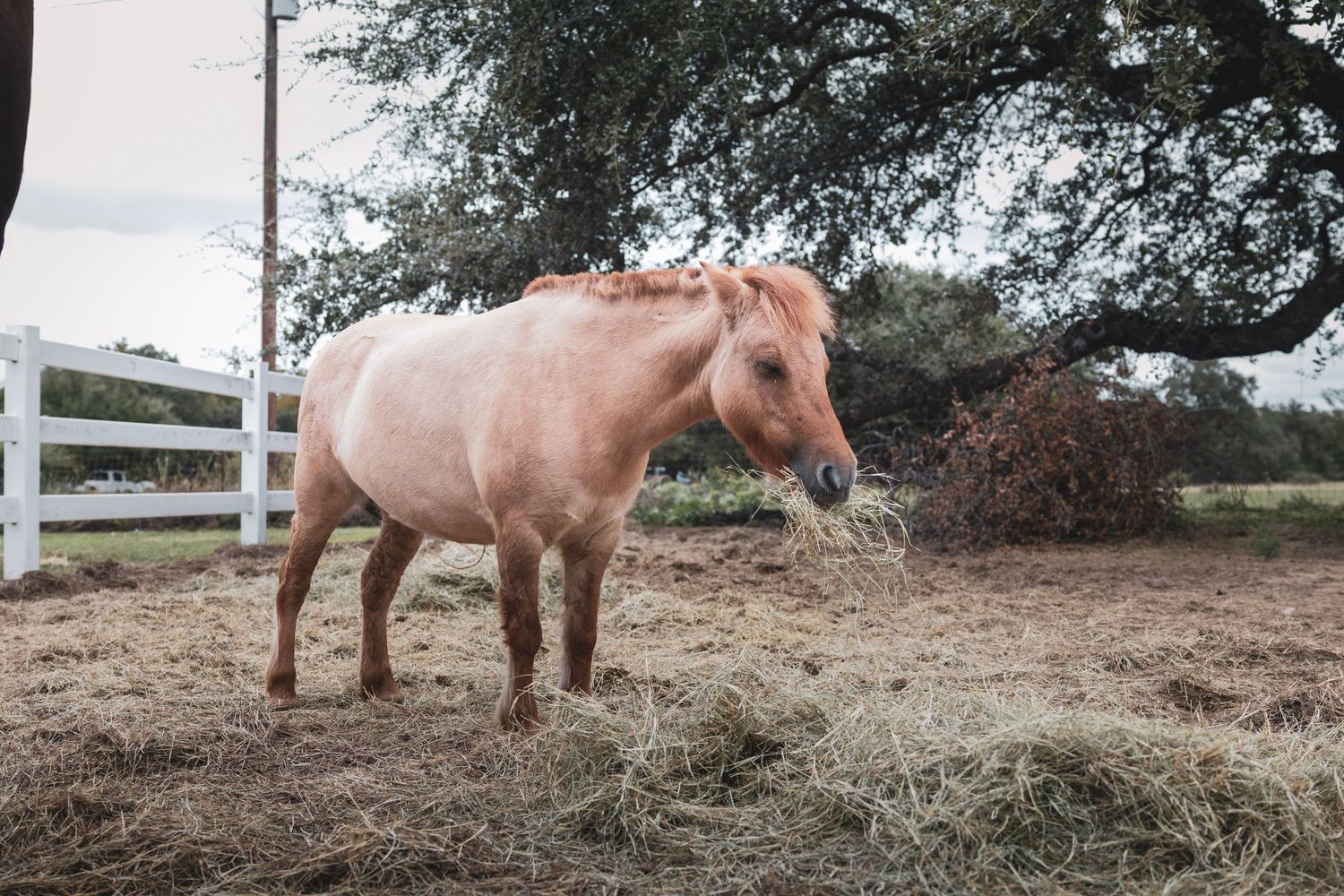 A palomino horse eating hay in a rustic farm setting with a white fence and large tree in the background.