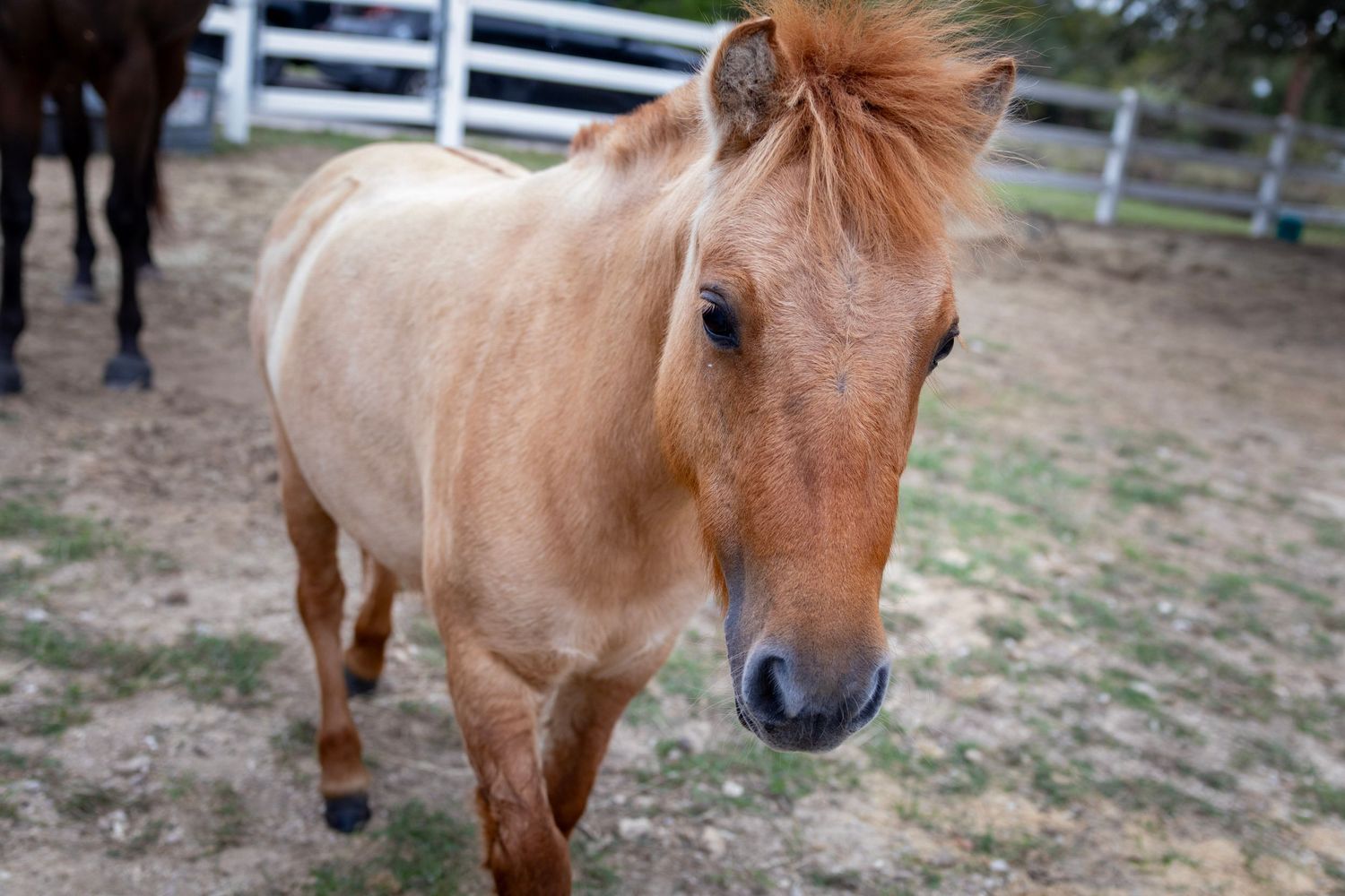 A light brown miniature horse stands in a sandy paddock with white fencing in the background.