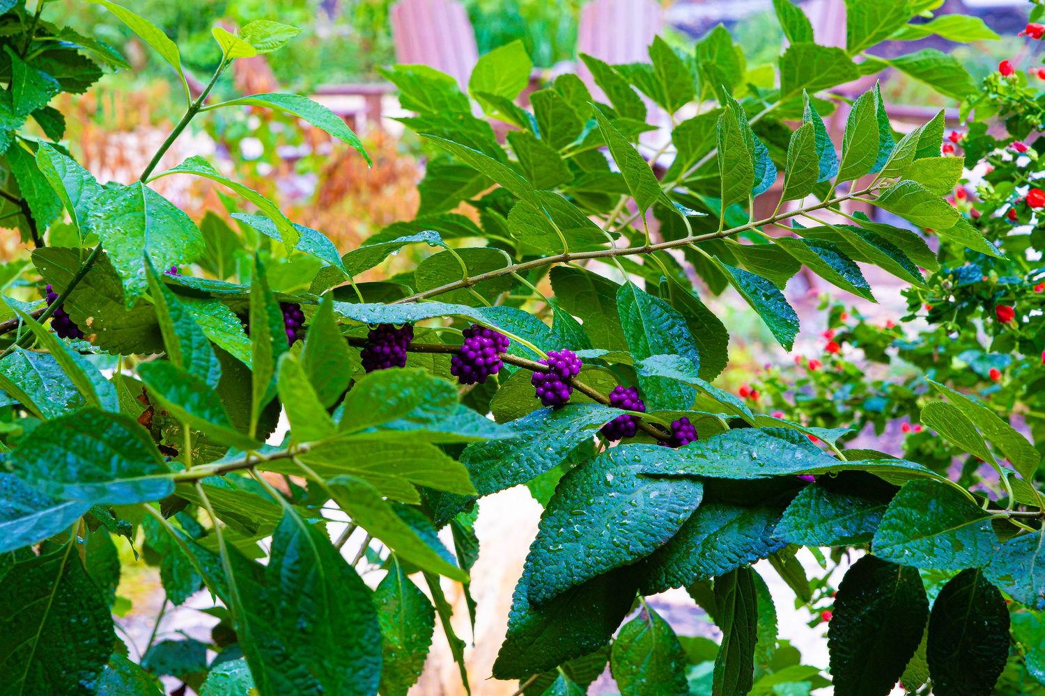 Lush green plant with dark purple berries growing in a vibrant garden setting.