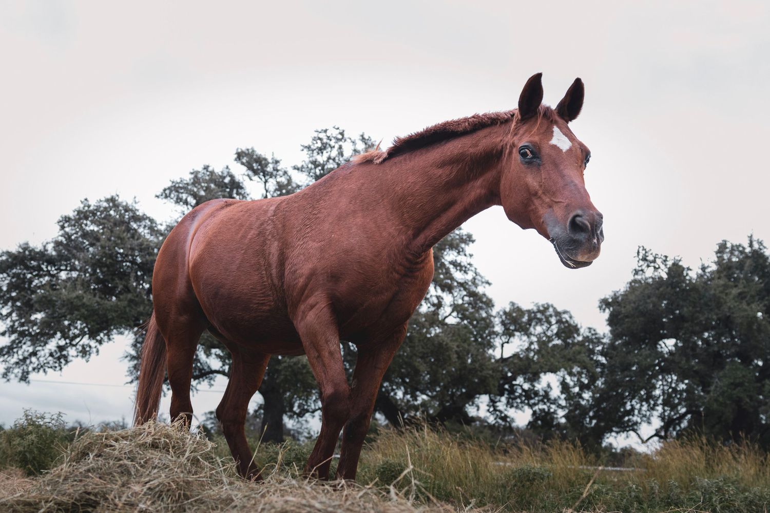 A chestnut brown horse standing on a hay bale in a field with trees and overcast sky.