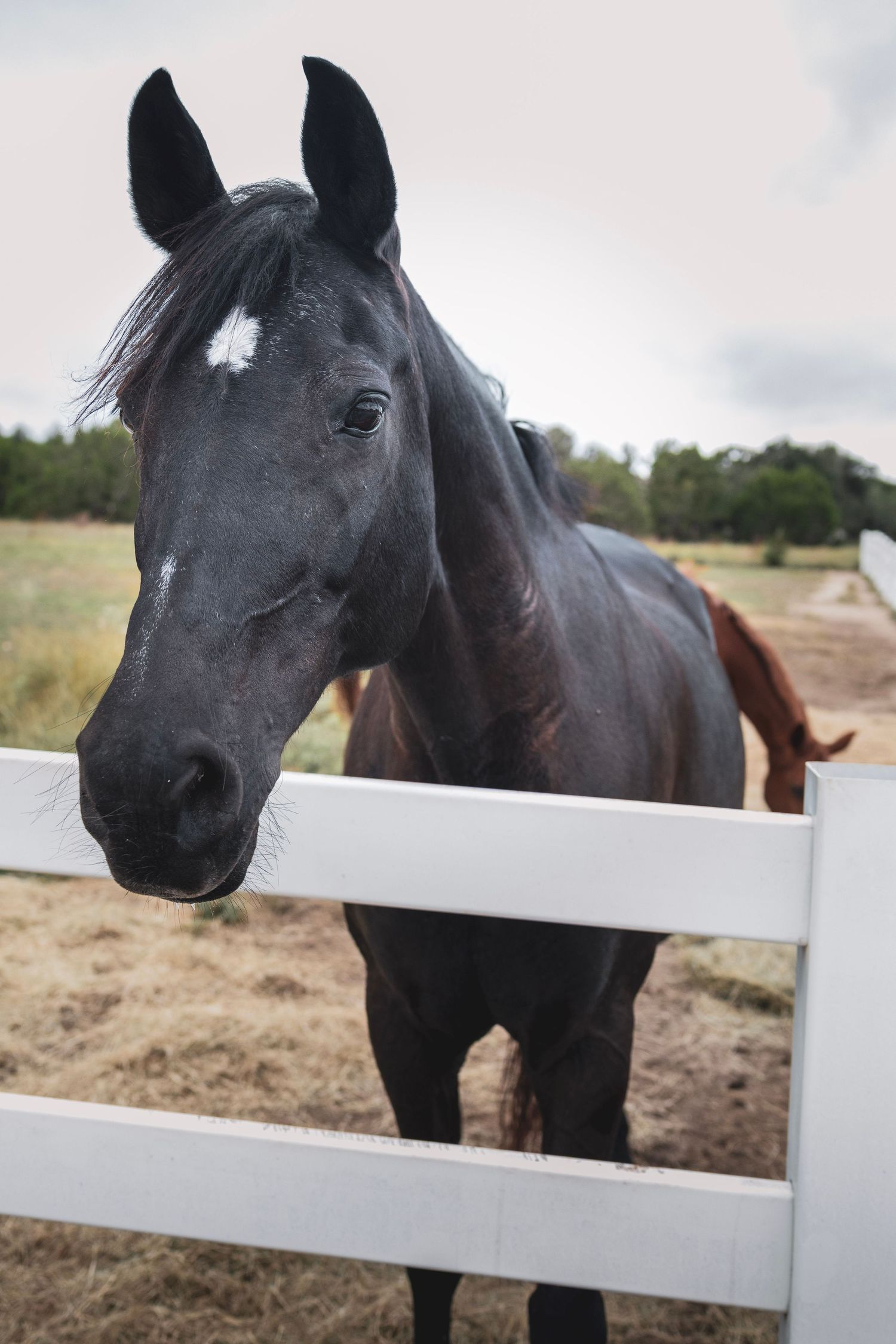 A dark black horse with a white star marking stands behind a white wooden fence on a rural farm.