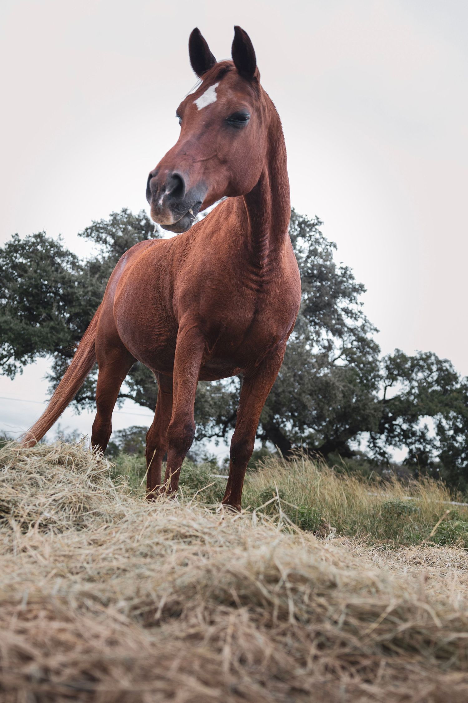 A chestnut brown horse with a white blaze stands on dry hay in a field with trees in the background.