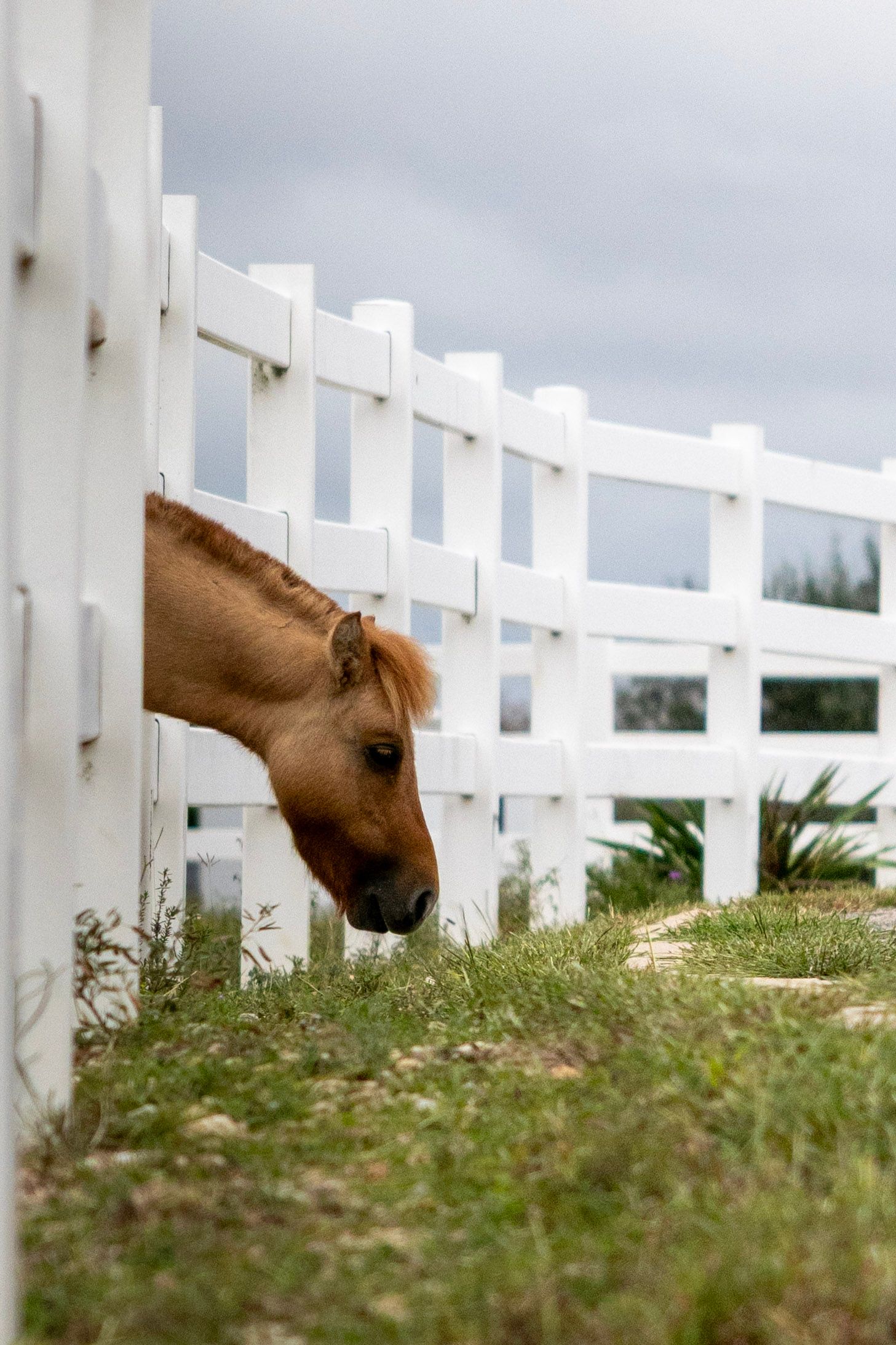 A brown pony stretches its head through a white fence to graze on grass outside the enclosure.