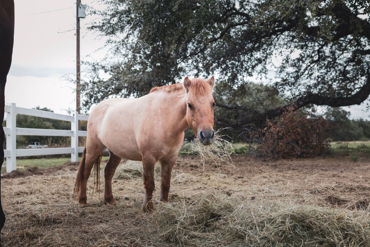 A palomino horse stands near a pile of hay in a rustic ranch setting with a white fence and large tree.