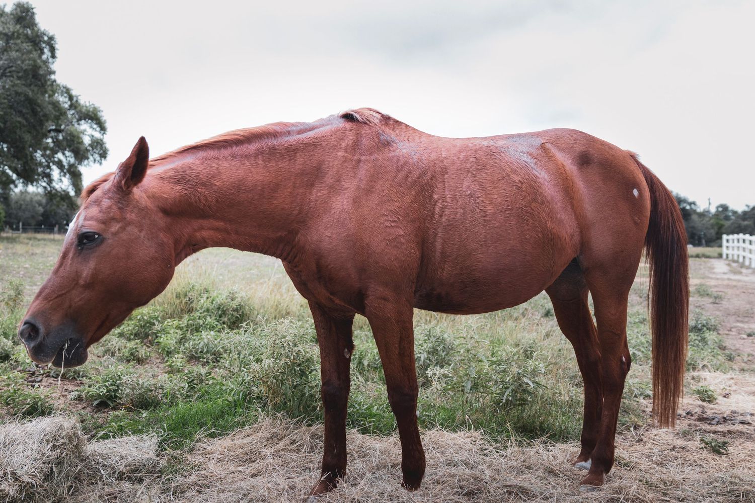 A chestnut brown horse grazing on dry grass in an open field with trees in the background.
