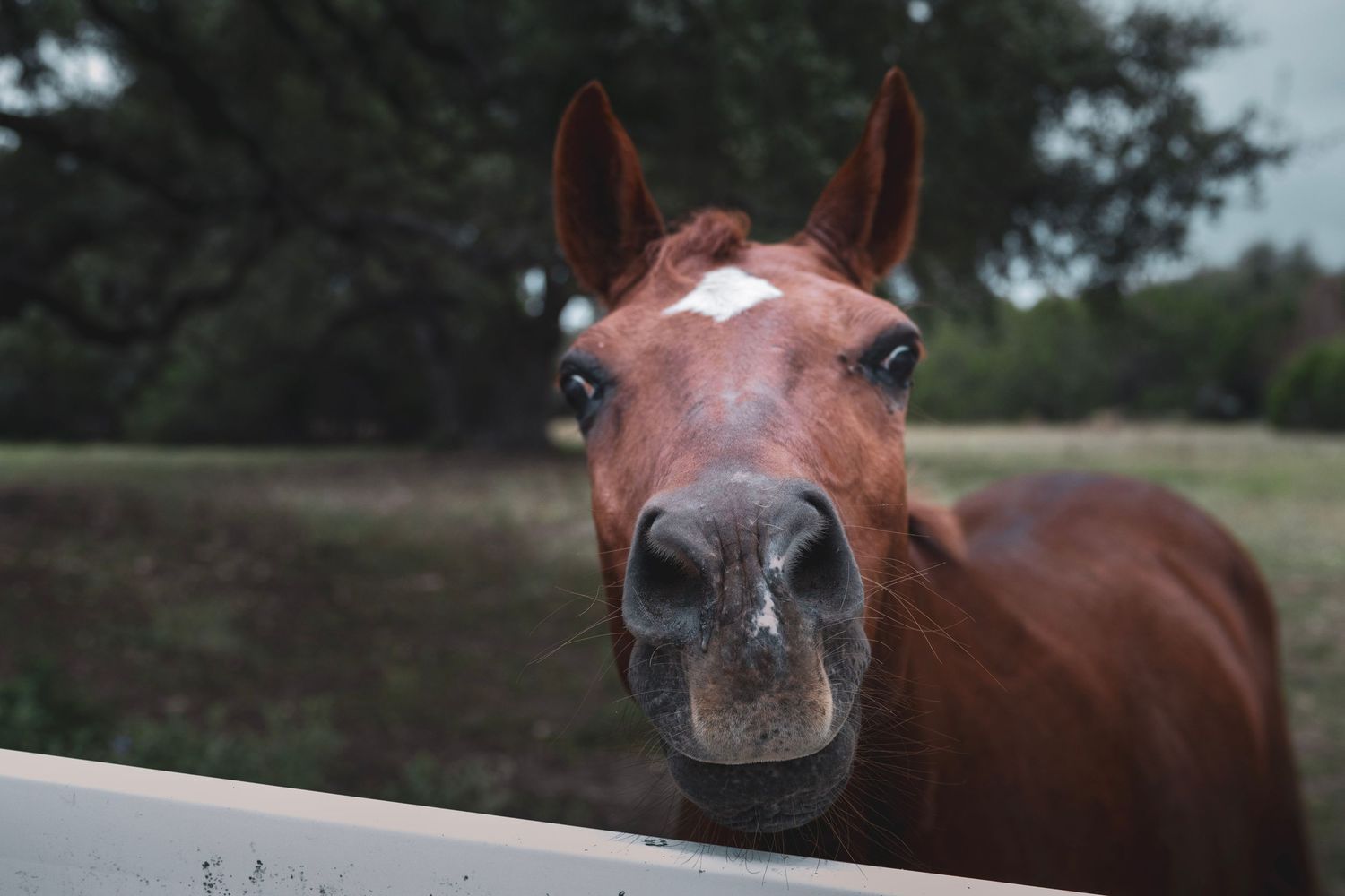 A chestnut horse with a white star marking peers curiously over a white fence in a rural pasture setting.