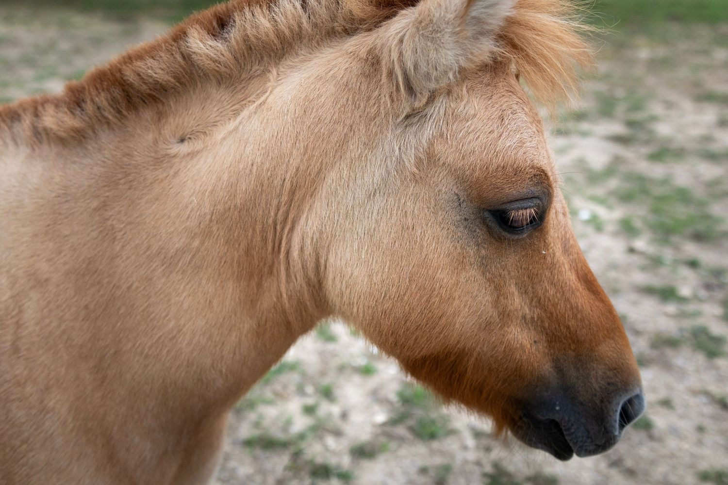 Close-up profile of a young chestnut foal with a fluffy mane, showcasing its soft coat and gentle eye.