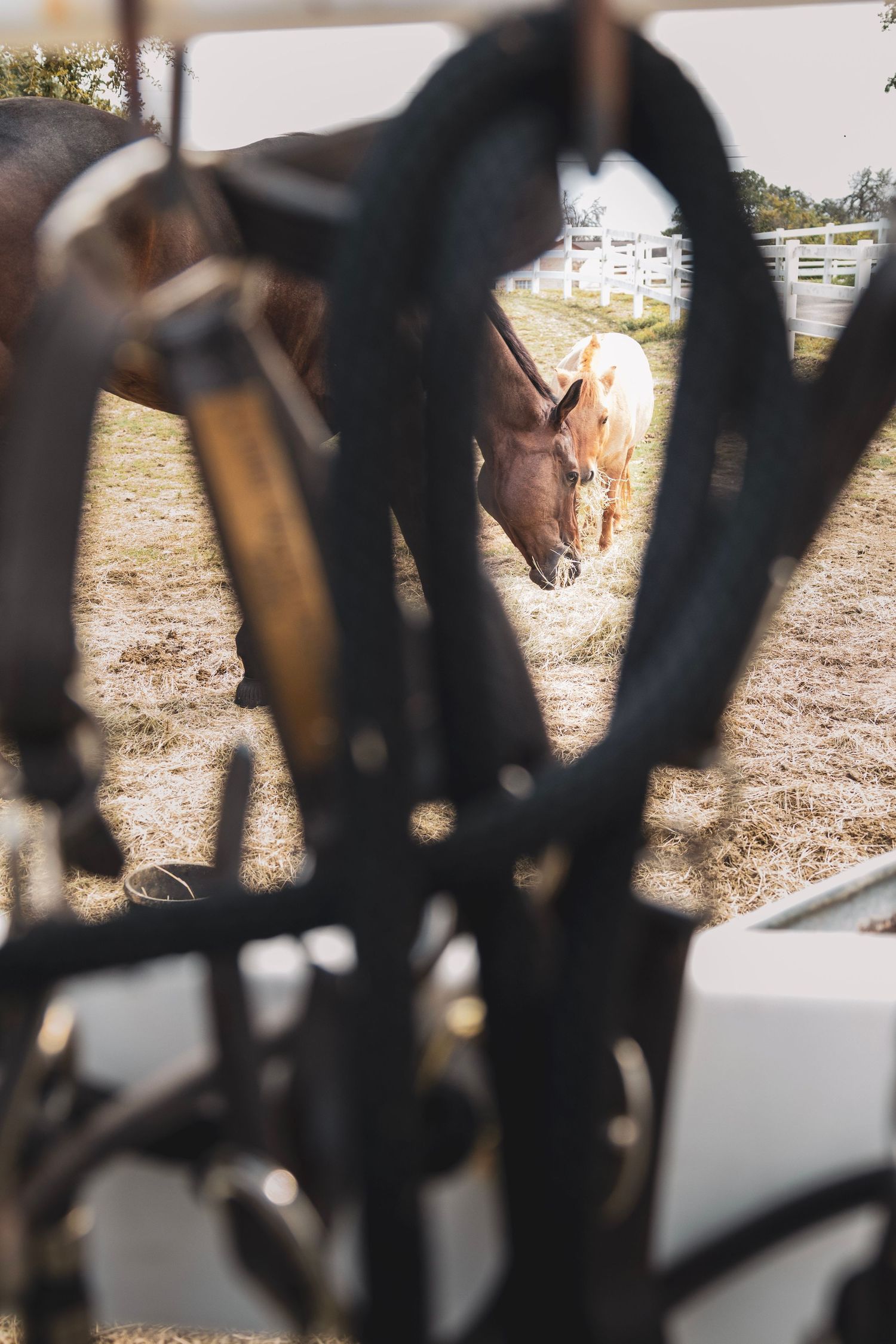 A brown horse grazing in a sunny ranch paddock, viewed through blurred equestrian harness equipment in the foreground.