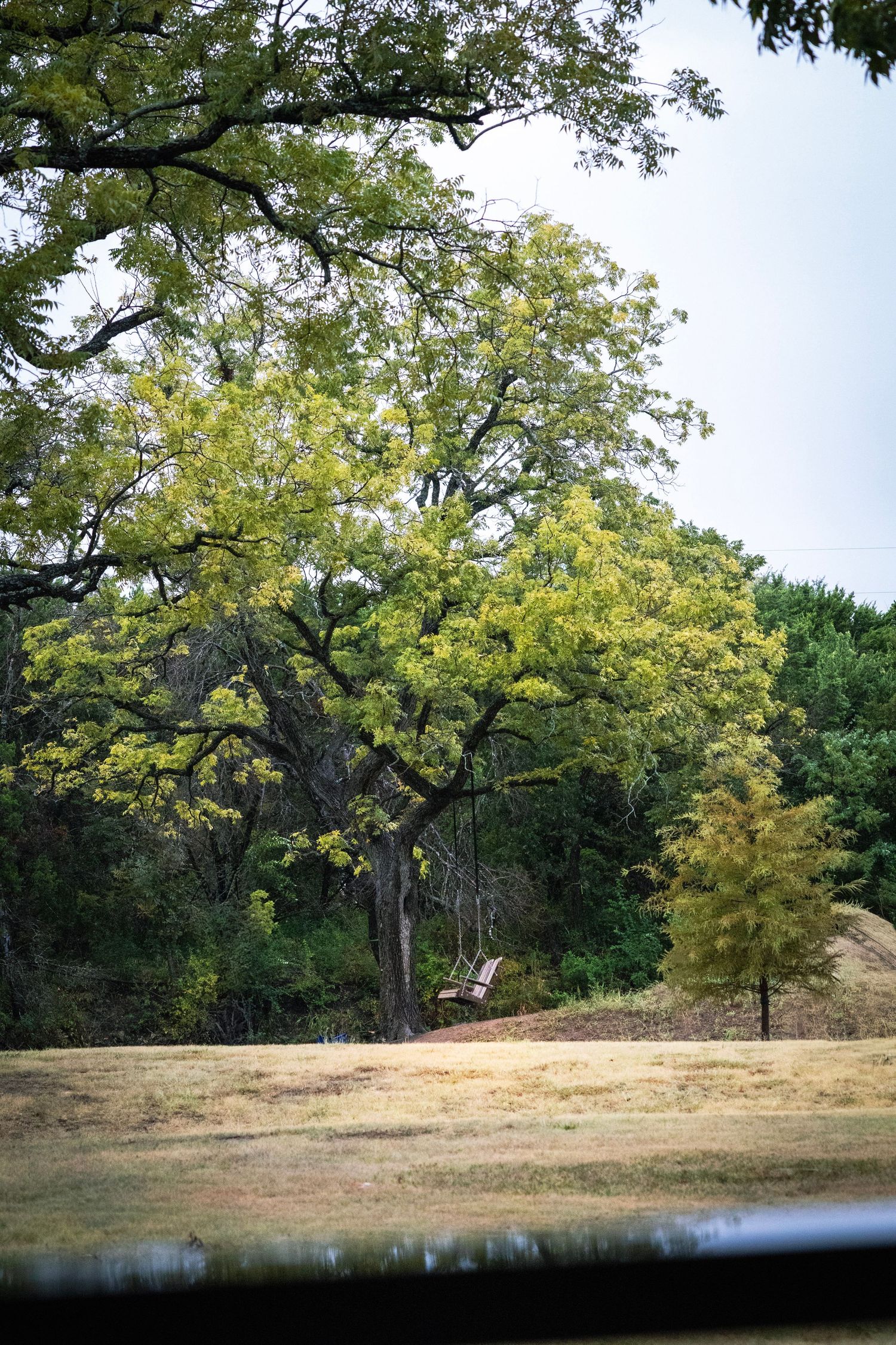 A wooden swing hanging from a large oak tree in a lush green park landscape on an overcast day.