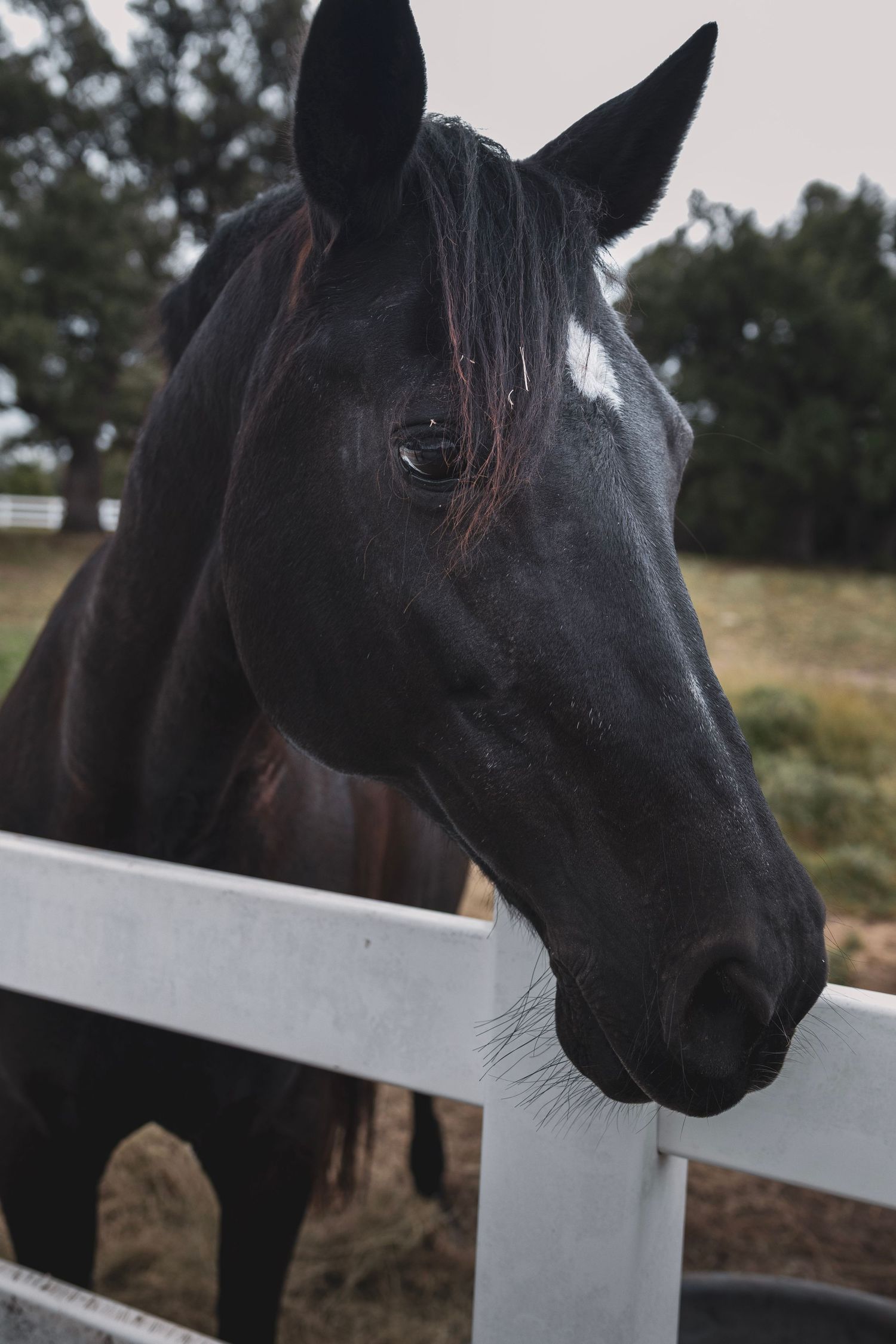 A black horse with a white star marking stands at a white fence rail in an outdoor paddock.