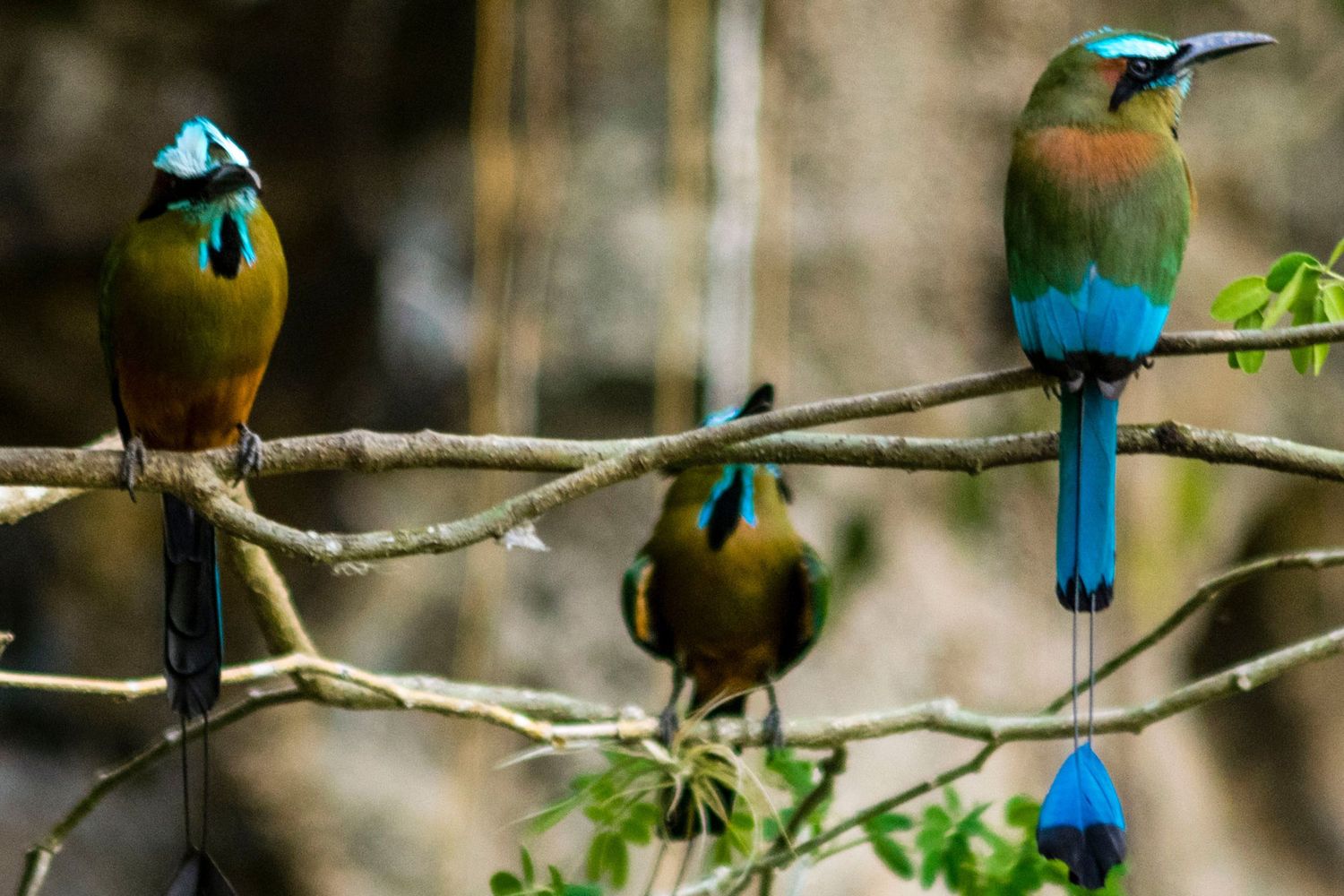 Three colorful motmot birds perch on tree branches displaying their vibrant blue and brown plumage.
