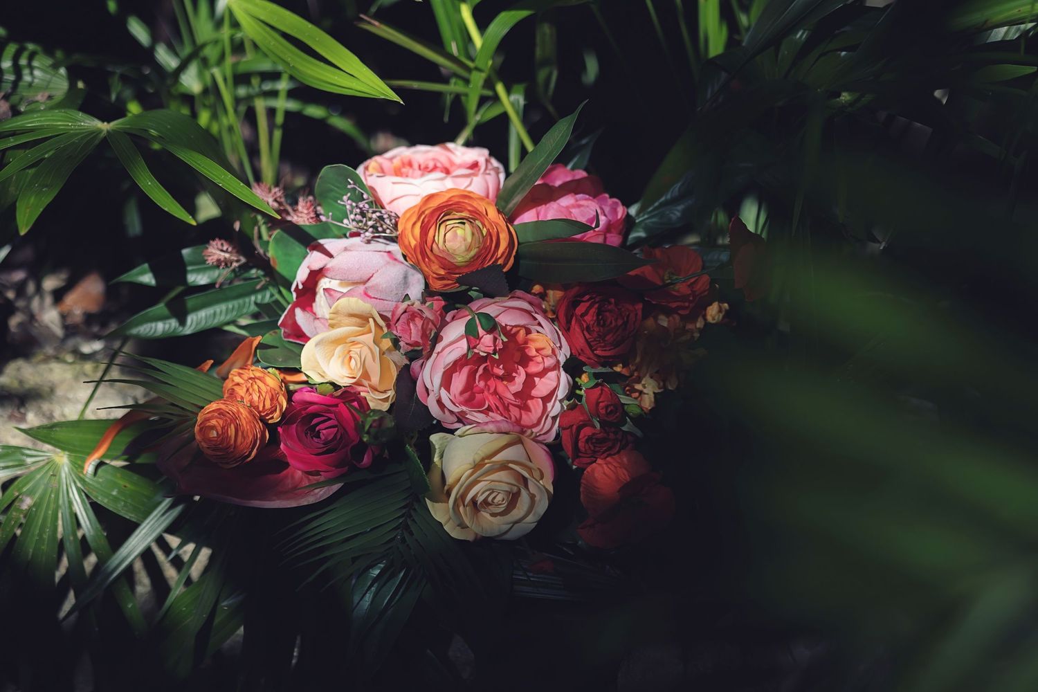 Delicate pink and peach ranunculus flowers bloom against dark green foliage in a dramatic garden setting.