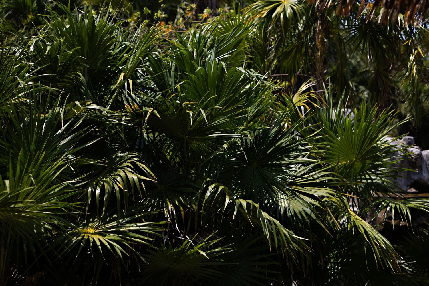 Lush green tropical palm fronds with fan-shaped leaves in dappled sunlight creating a dense jungle canopy.