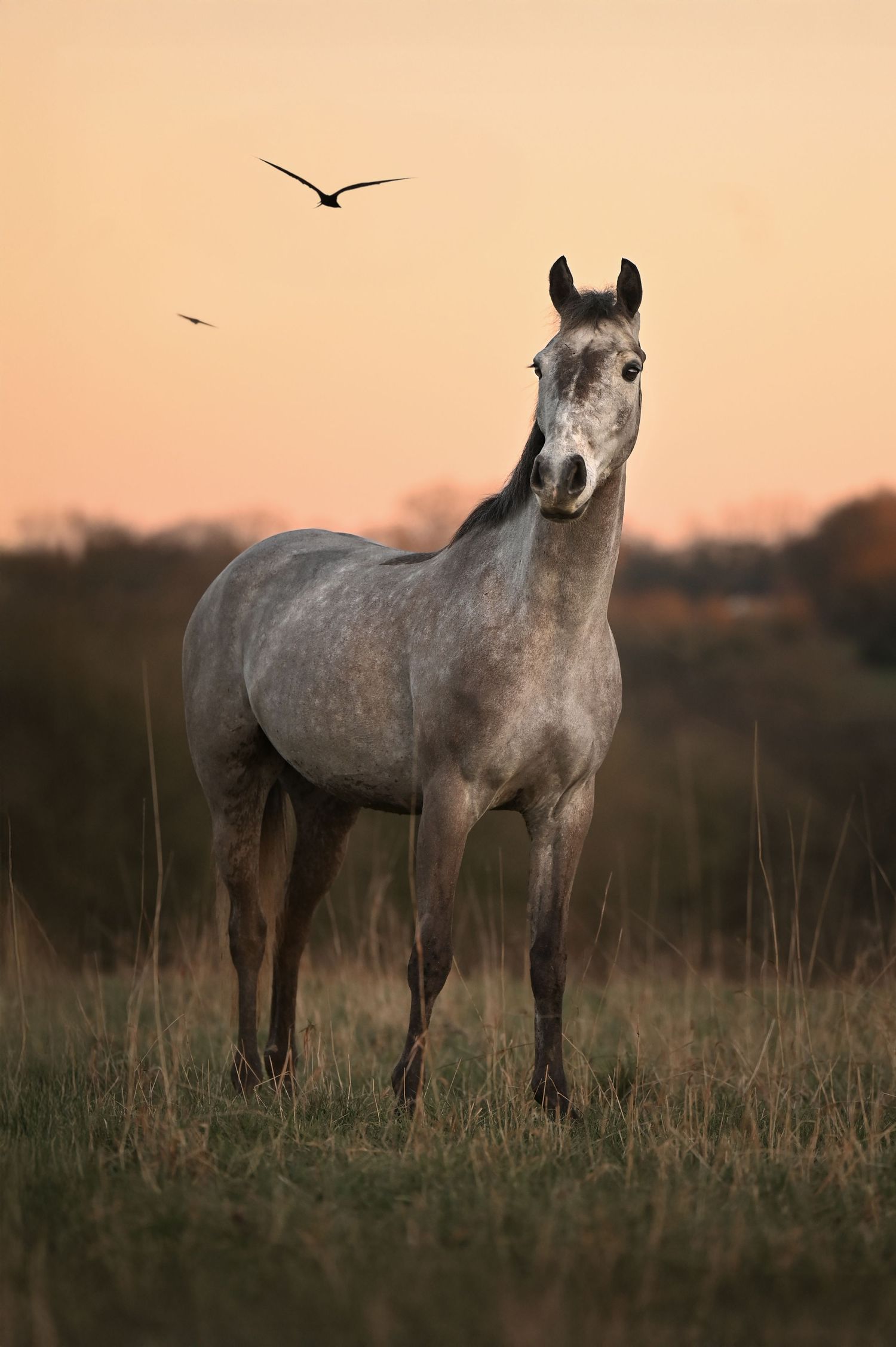 Photographe cheval en Mayenne 53 dans les Pays de la Loire