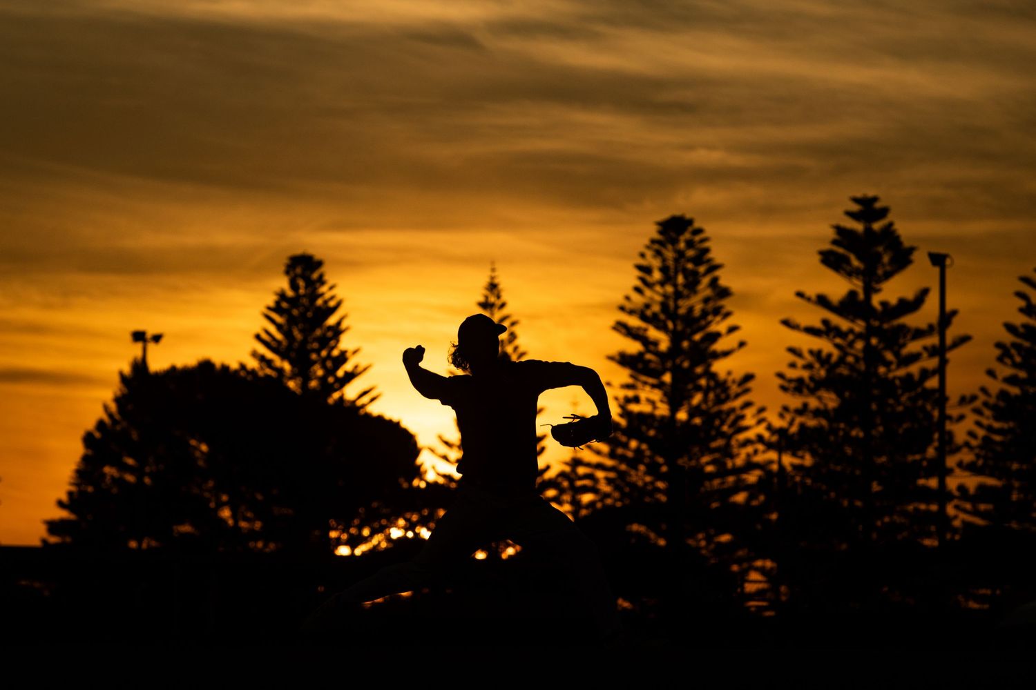 Dramatic sunset silhouette of trees against an orange sky.