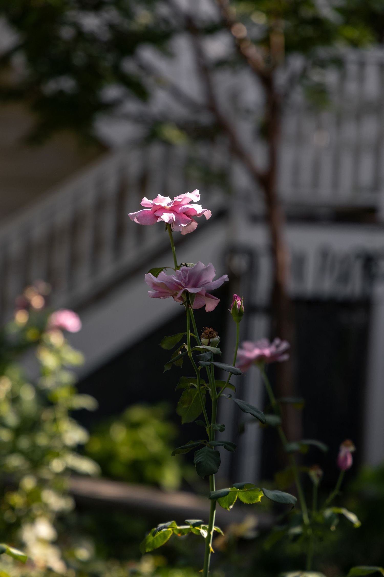 Pink roses blooming in garden with soft focus background.