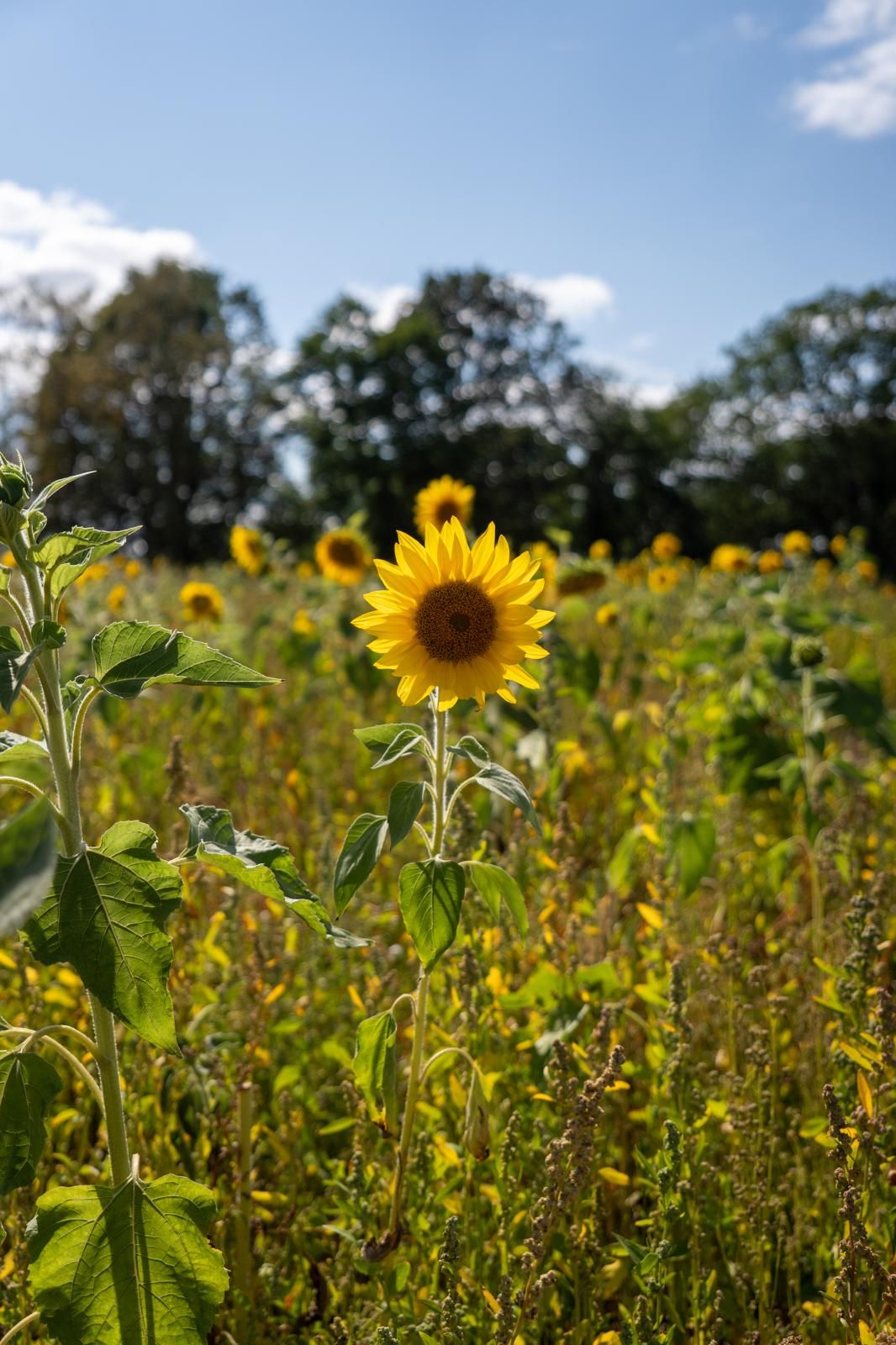 A vibrant sunflower stands tall in a sunny field of sunflowers with lush green trees and blue sky in the background.
