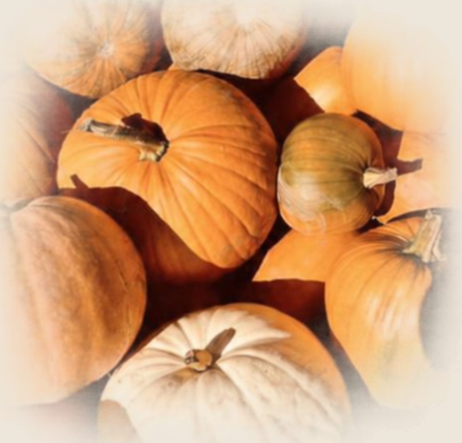 A vibrant autumn harvest display of orange and white pumpkins piled together with a soft vignette border effect.