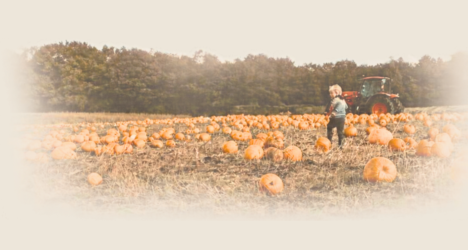 Child standing among pumpkins in a vast pumpkin patch with a tractor and trees in the background on a fall day.