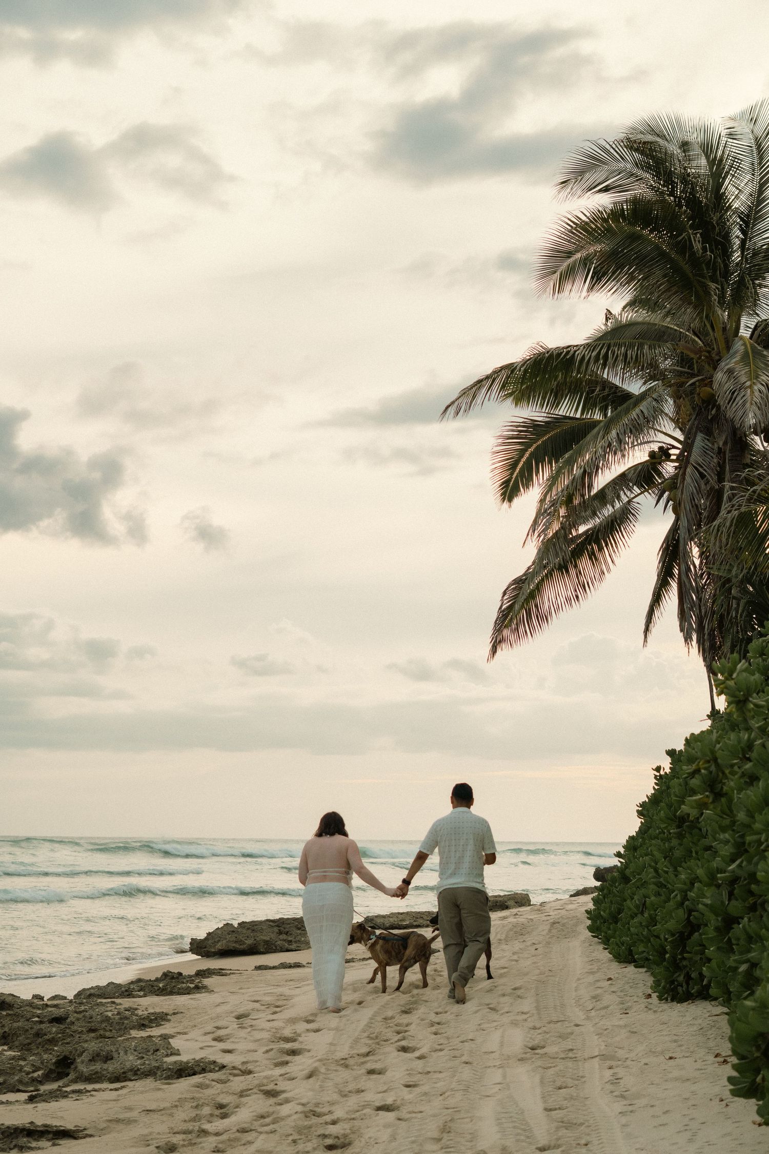 Couple holding hands walking dog on tropical beach with palm trees and cloudy sky at dusk.