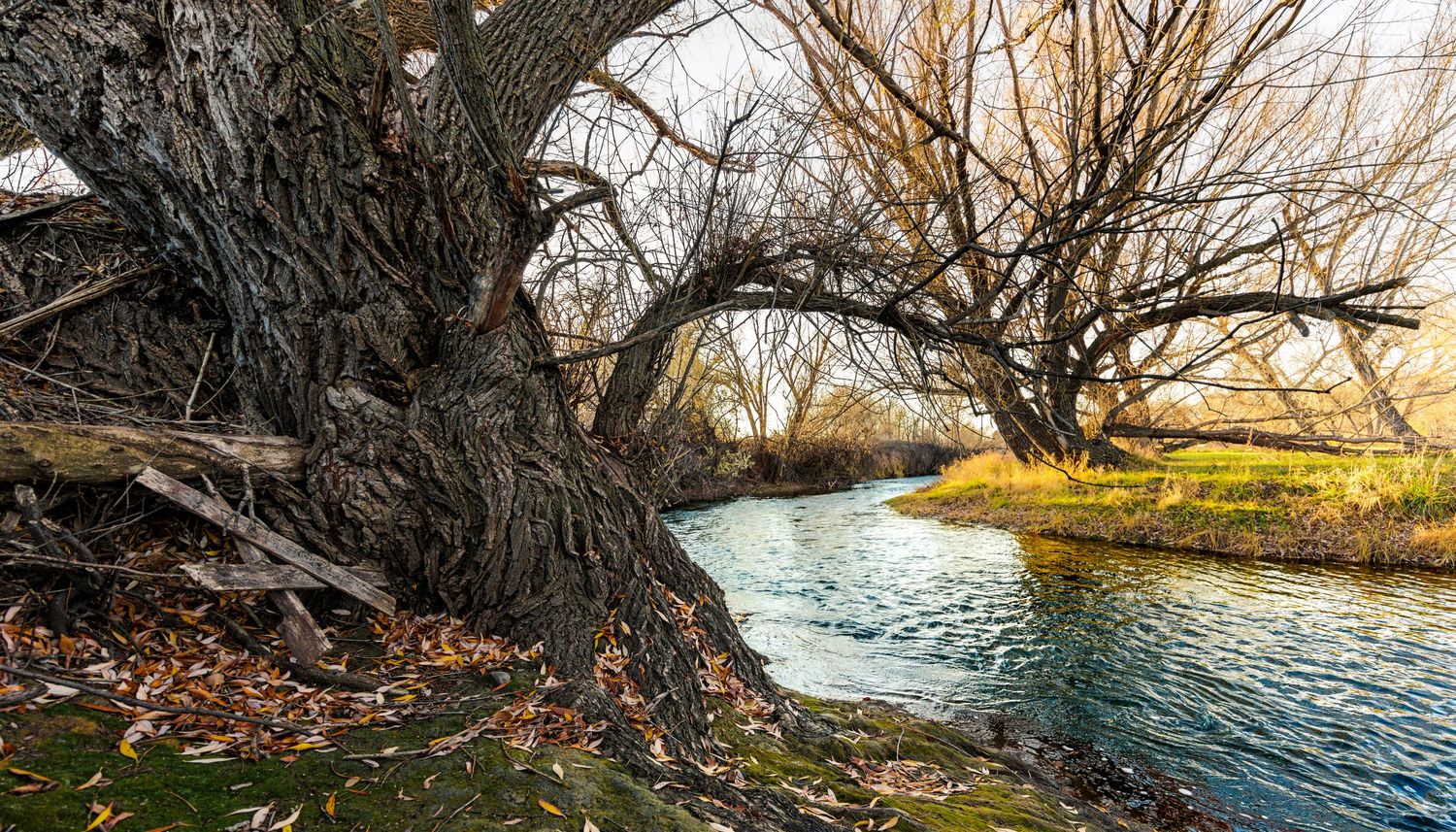 Gnarled tree roots along a flowing stream bank in late autumn light.