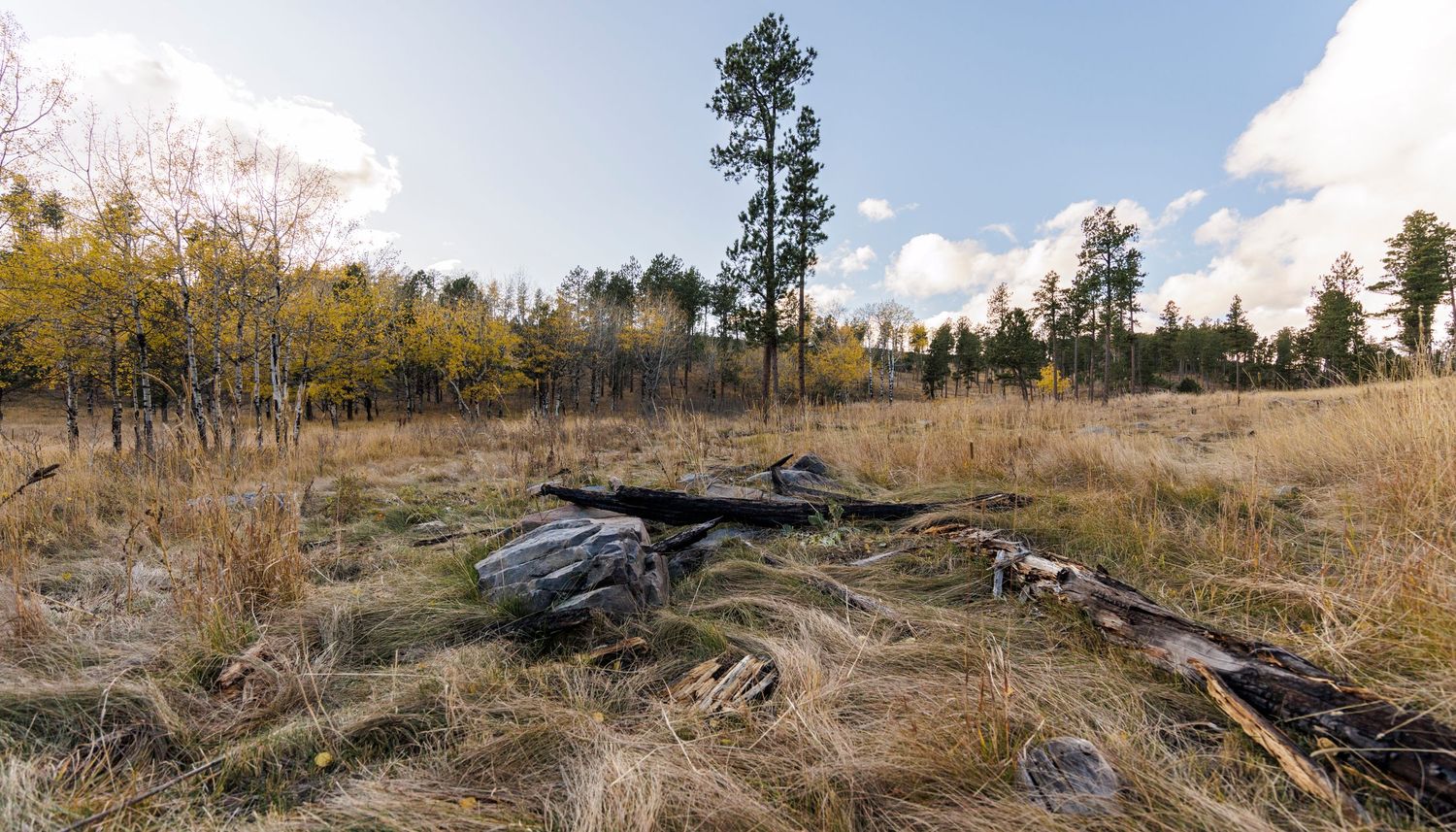 Fallen dead tree trunk in an open meadow with scattered pine trees in the background.