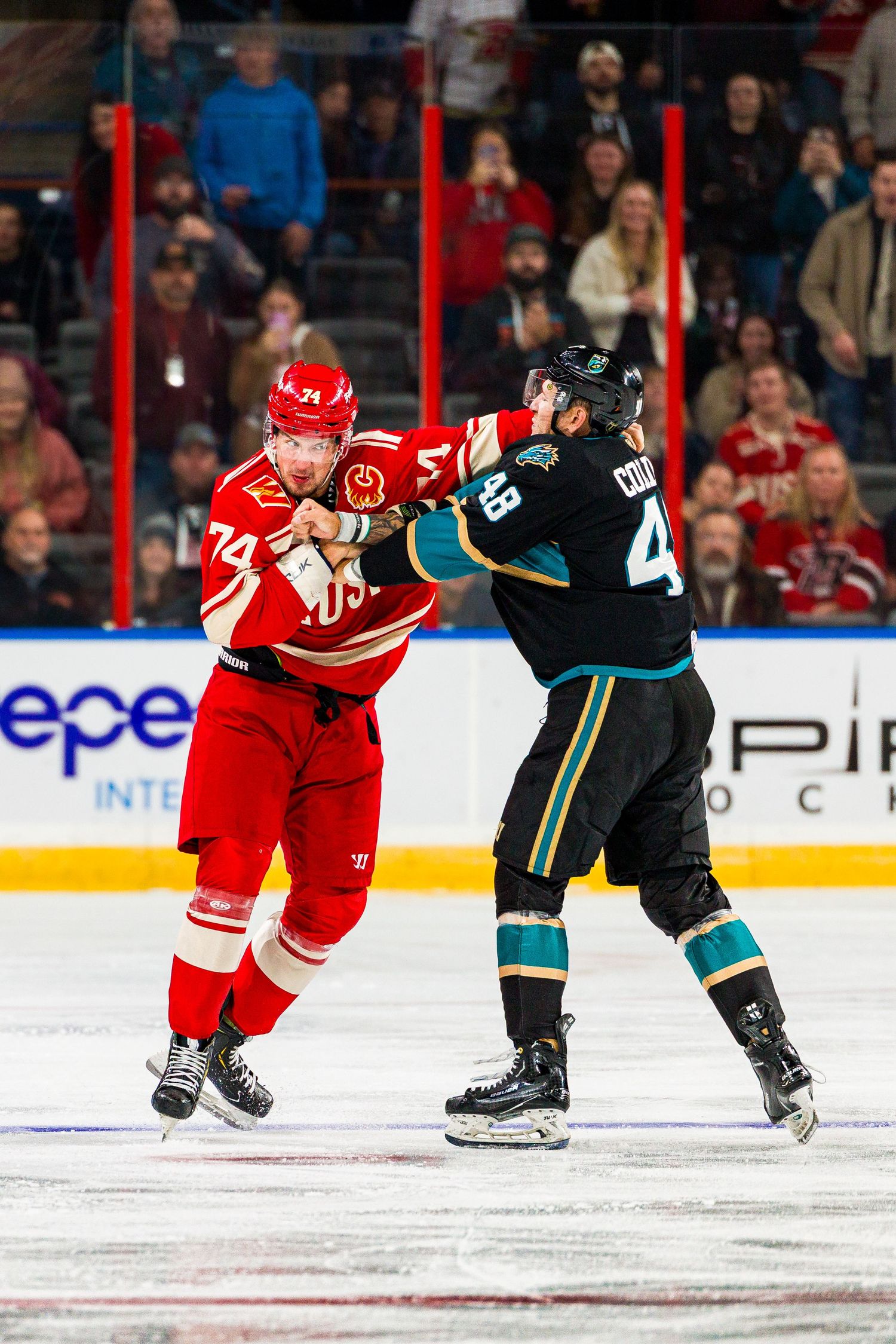 Two hockey players face off on the ice during an intense NHL game between Detroit Red Wings and San Jose Sharks.