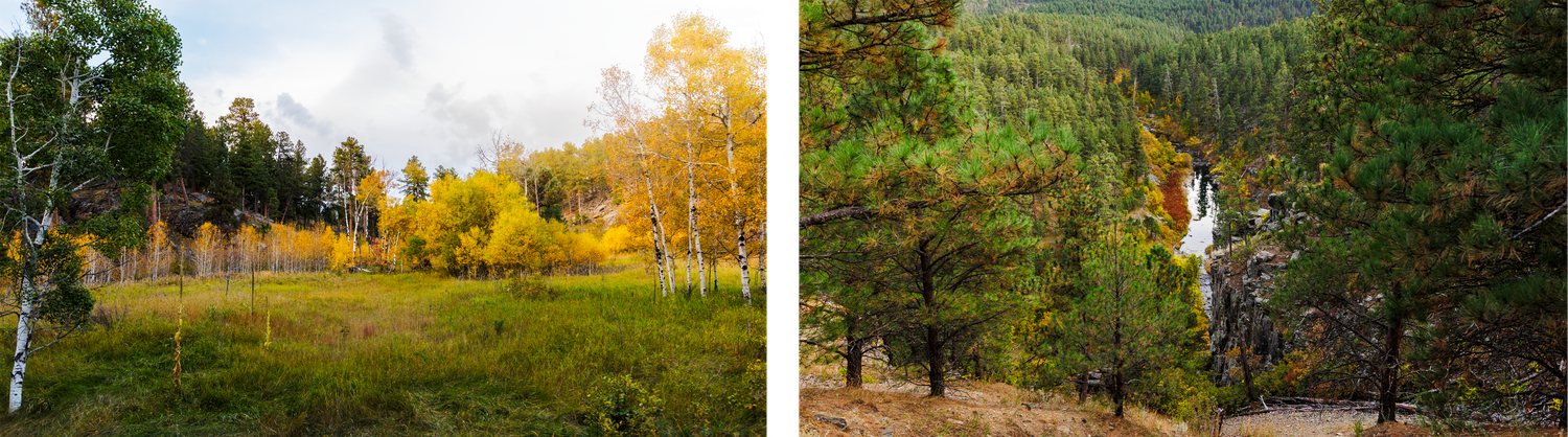Panoramic mountain landscape with pine trees and golden sunlight filtering through.